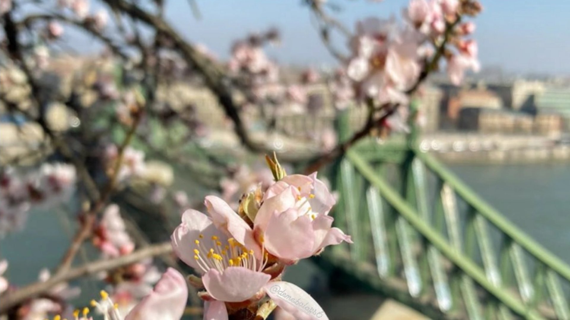 Virágzik a Mandulafa- elmondjuk, hol van Budapest legszebb tavaszi kilátója