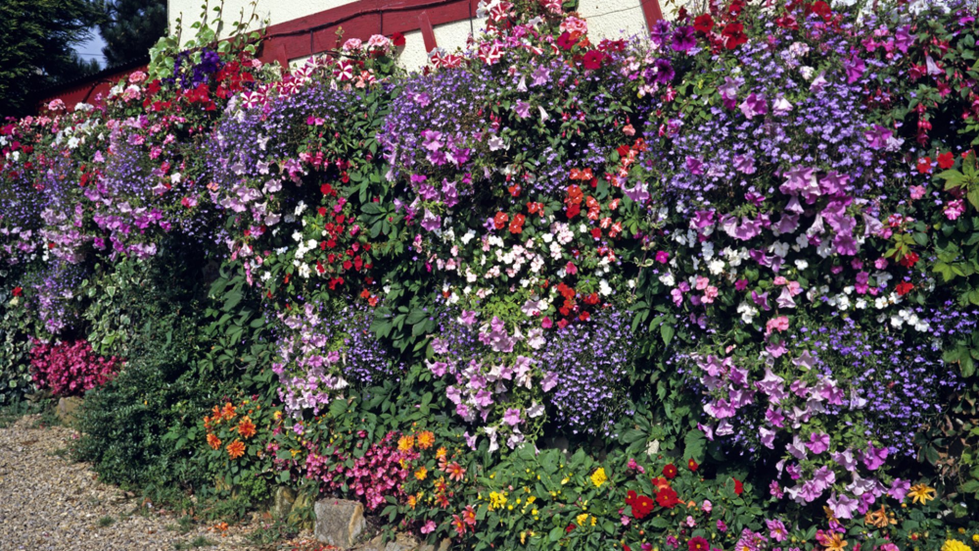 A legszebb balkon virág: A cserepes lobelia gondozása