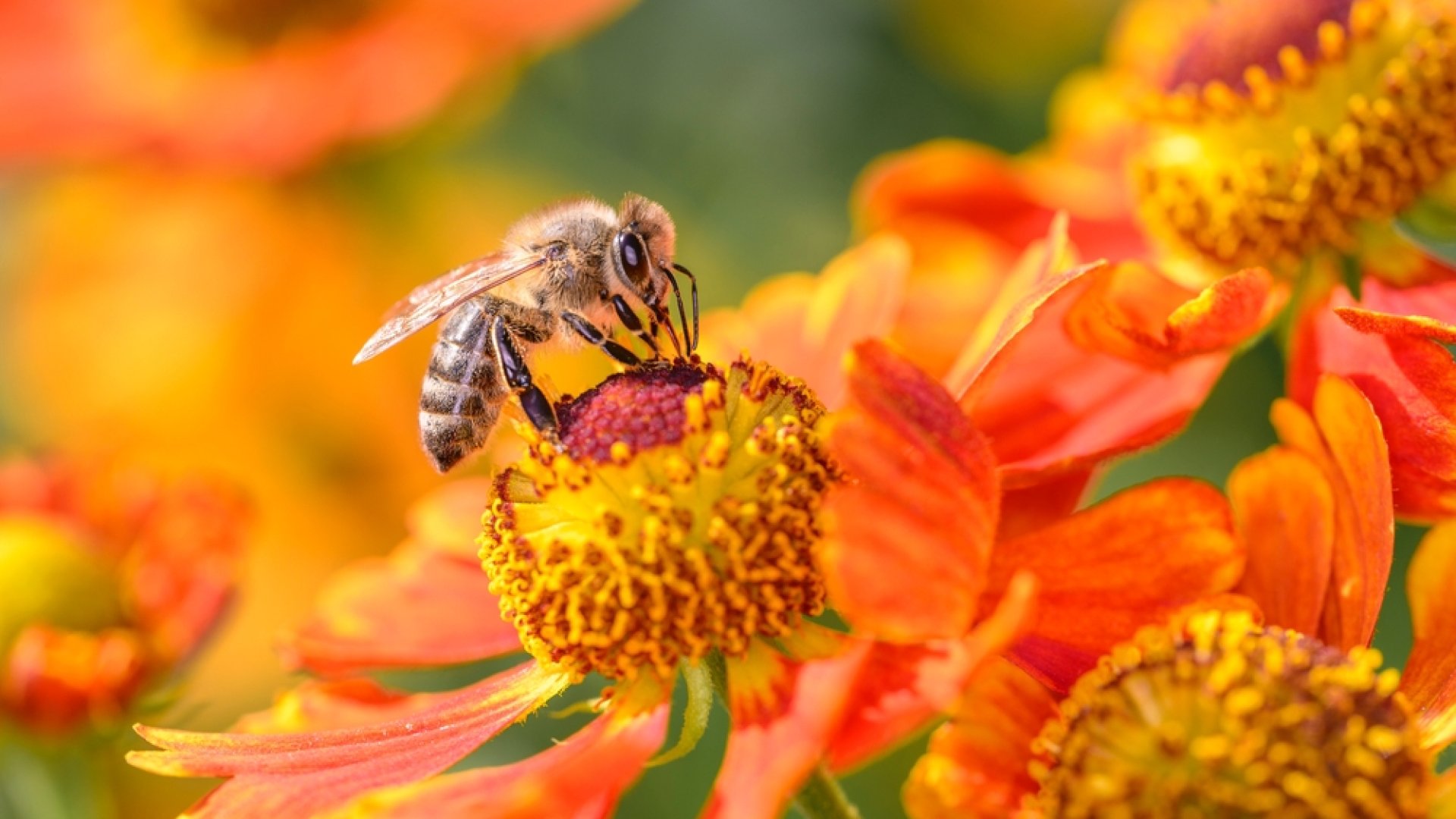 8 tipp egy gyönyörű beporzóbarát kert létrehozásához