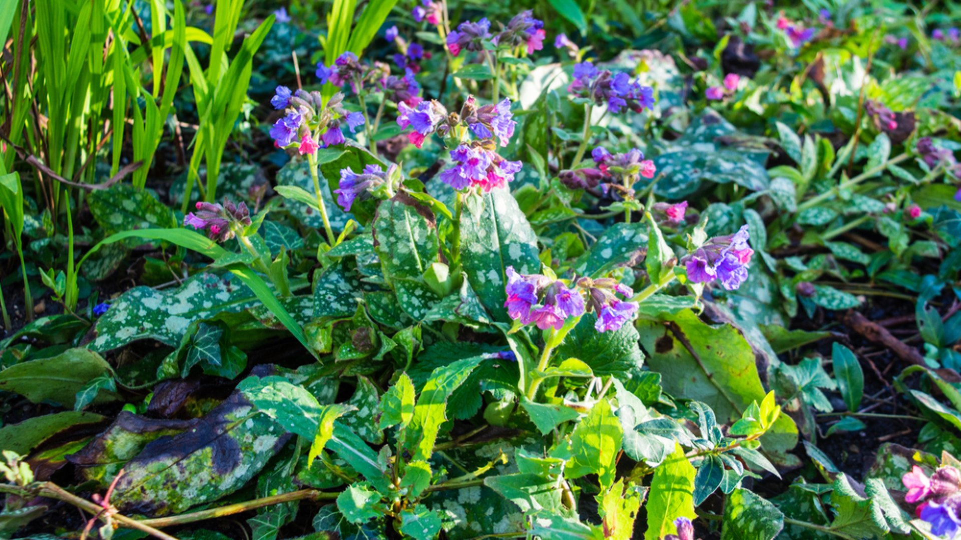 Megfázásra a legjobb orvosság ez a csodaszép virág- Az orvosi tüdőfű gyógyhatása