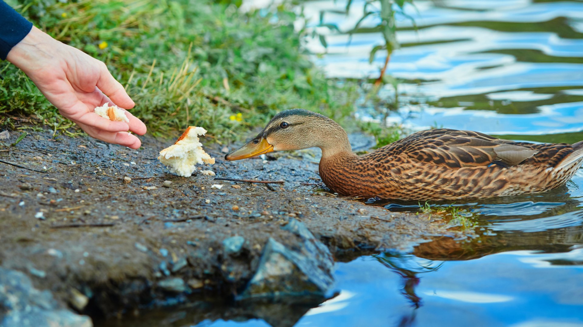 Ezért ne etesd a kacsákat kenyérrel  Ezért ne etesd a kacsákat kenyérrel