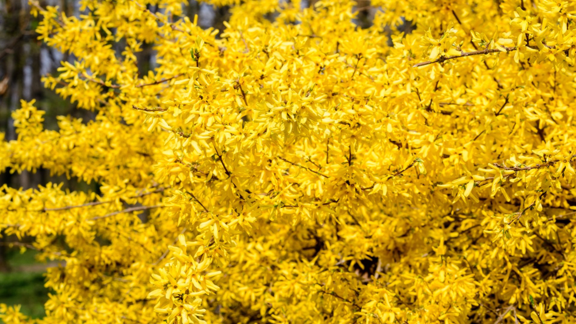 Így termeszd a kora tavasz egyik legszebb cserjéjét, az aranyfát