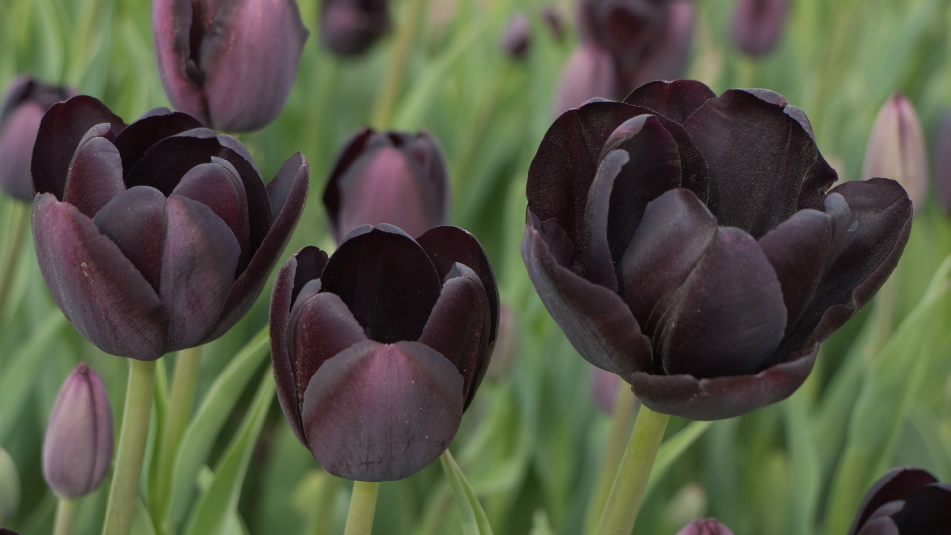 Szeretnéd, ha a te kerted lenne a legkülönlegesebb? Ezek a legszebb fekete tulipánok! Szeretnéd, ha a te kerted lenne a legkülönlegesebb? Ezek a legszebb fekete tulipánok!