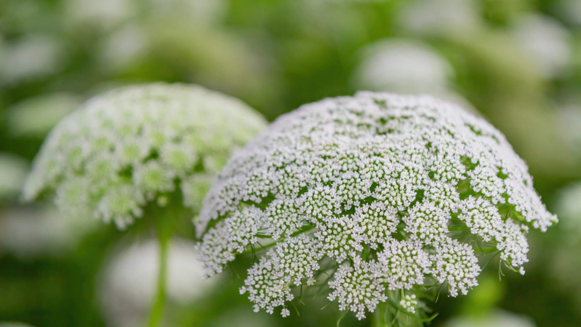 Az ágyásaid tökéletes töltőnövénye: a fogpiszkálófű tavaszi termesztése