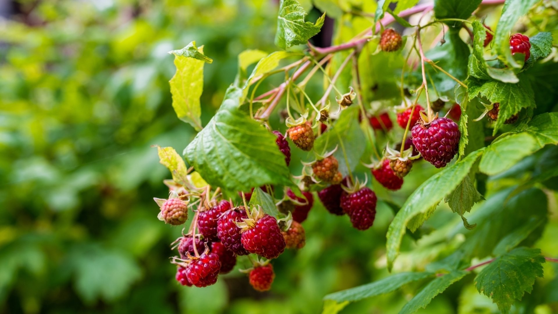 Málna termesztése lépésről-lépésre Málna termesztése lépésről-lépésre