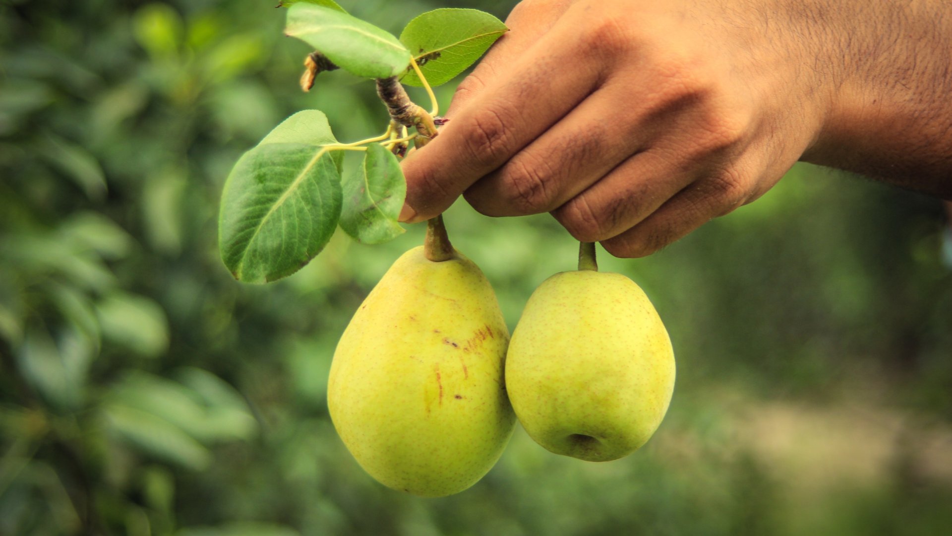Ezeket a körtefa fajtákat ültesd a kertbe – Erre kell figyelni a körte választásánál Ezeket a körtefa fajtákat ültesd a kertbe – Erre kell figyelni a körte választásánál