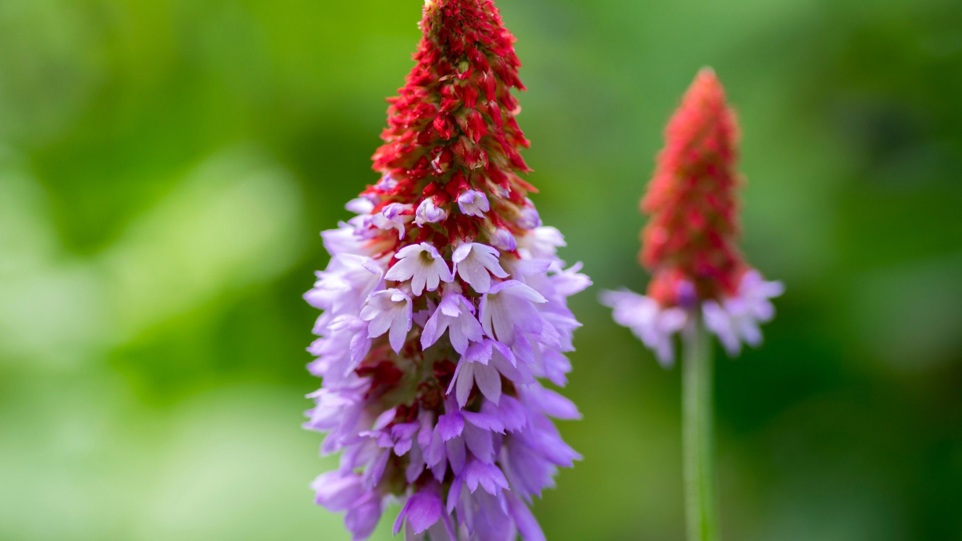 Ez a 10 lenyűgöző primula számos színben virágzik, és biztosan tavaszi hangulatot varázsol a kertedbe!