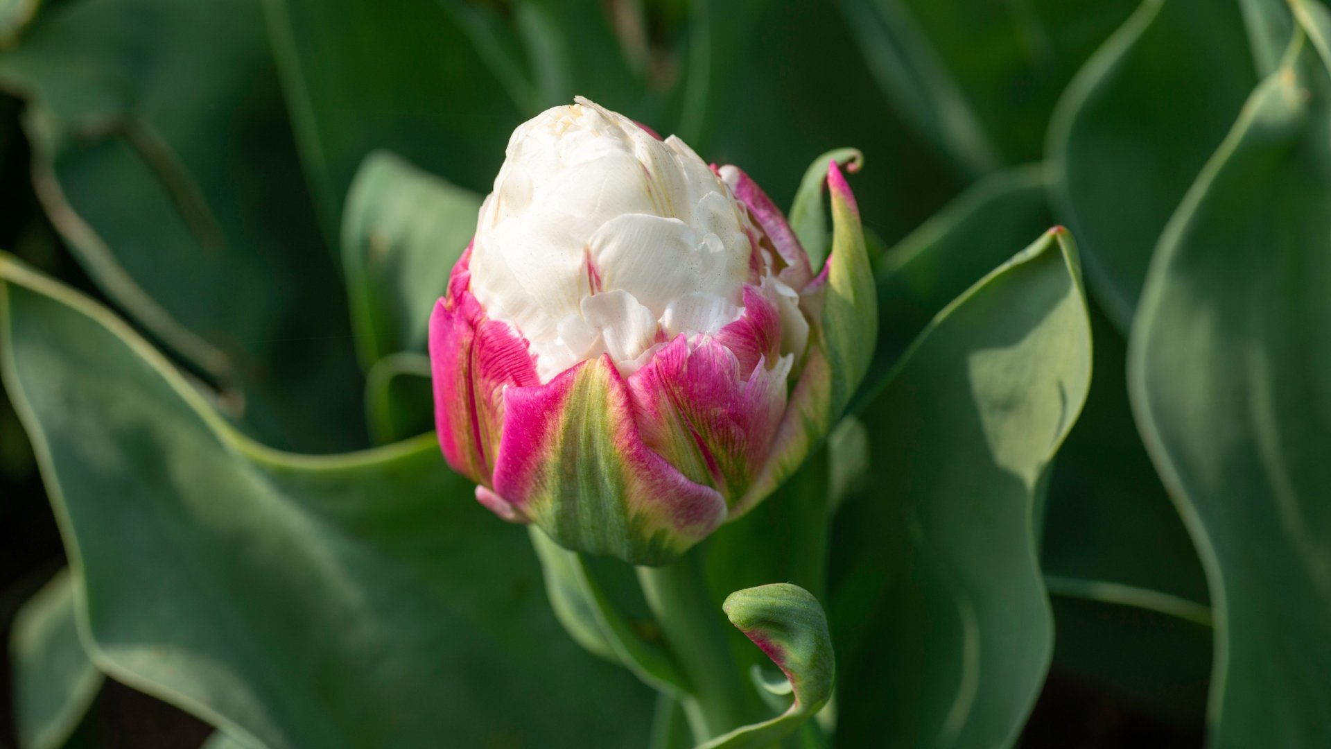 Ilyen tulipánokat még biztosan nem láttál! – 20 tulipánfajta, amelyek nem mindennapi látványt nyújtanak a kertben Ilyen tulipánokat még biztosan nem láttál! – 20 tulipánfajta, amelyek nem mindennapi látványt nyújtanak a kertben