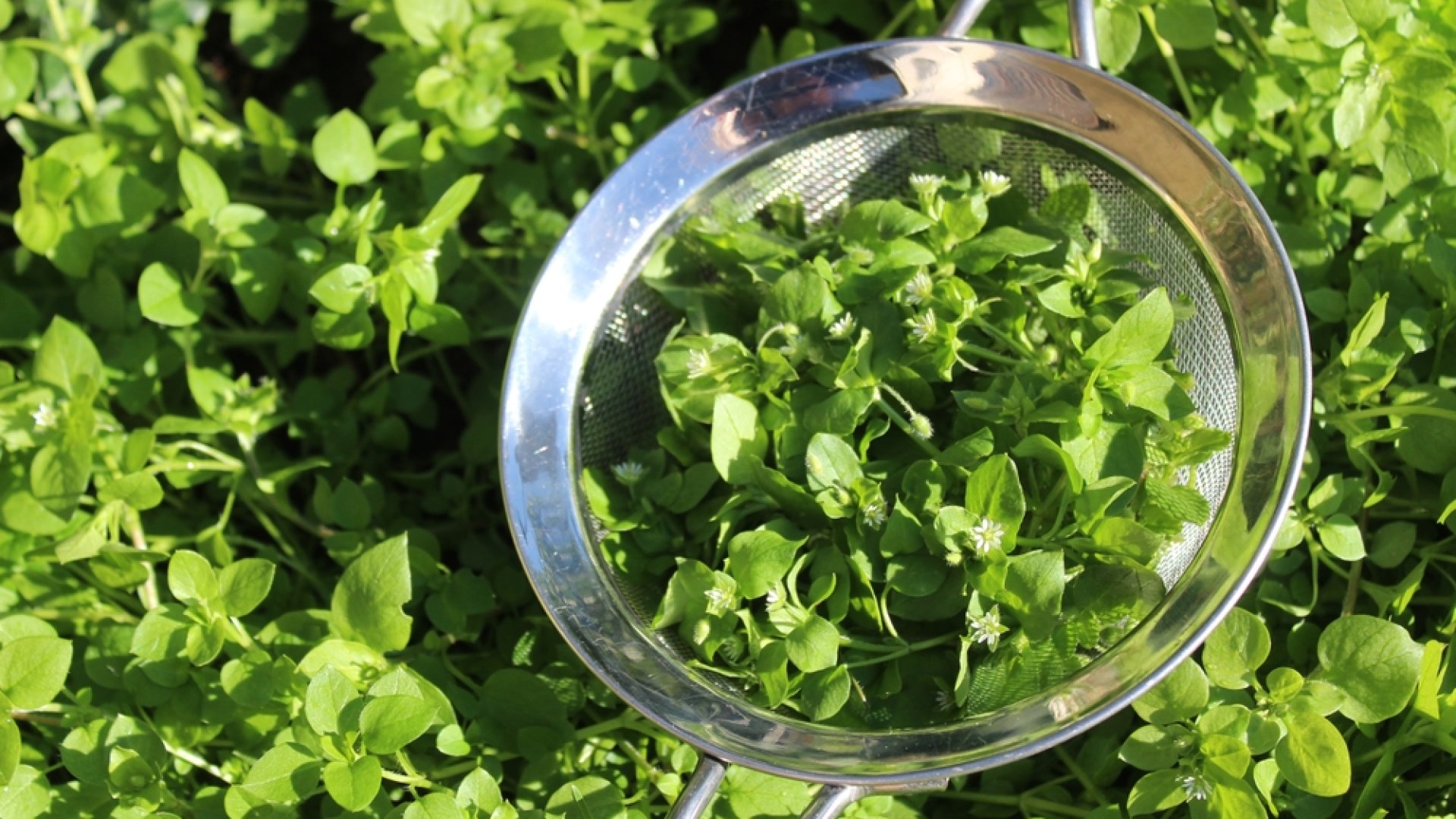 Tyúkhúr pozitív hatásai