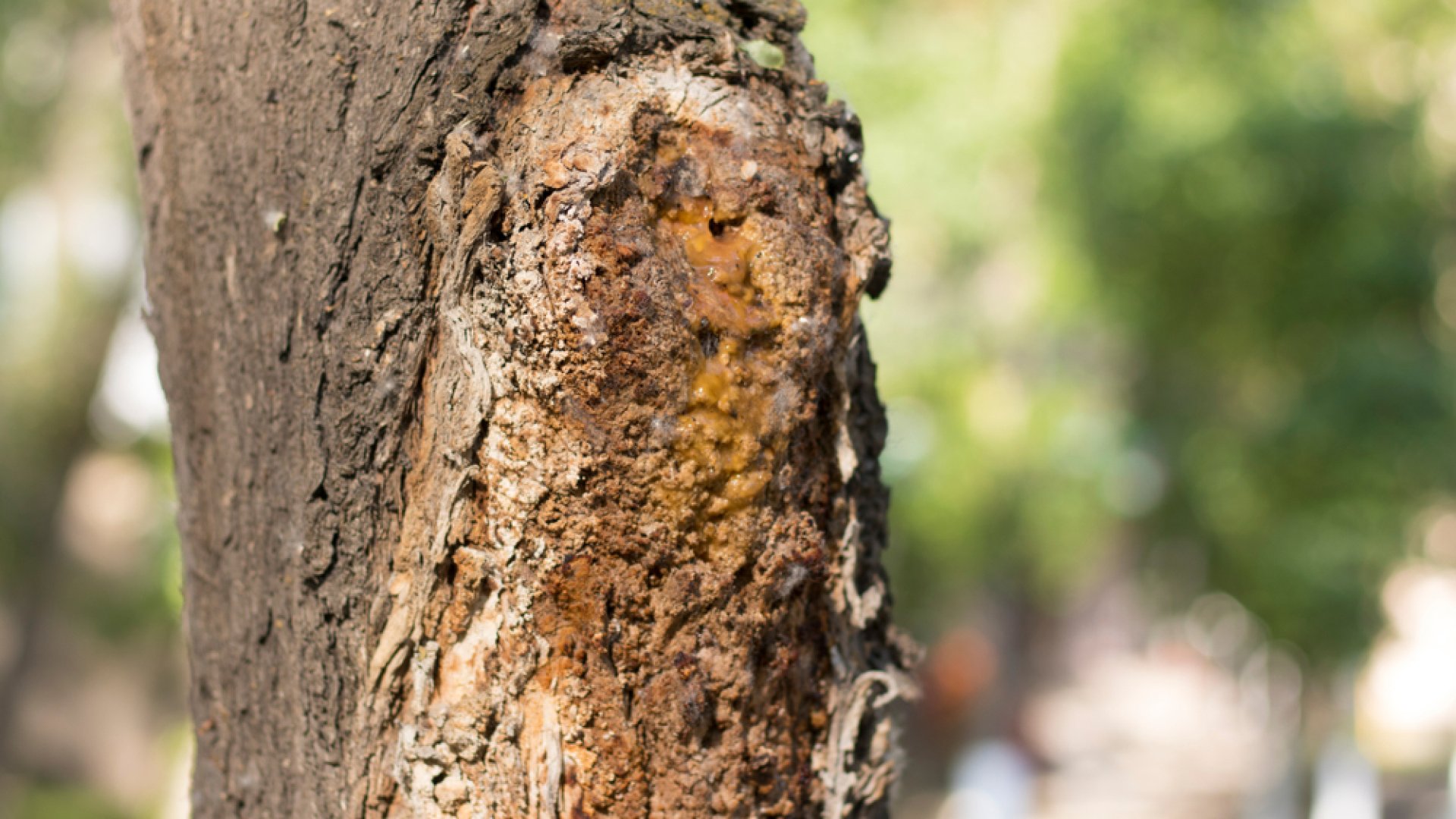 Így lehet megállapítani, ha egy fa elkorhadt: 5 jel, amit keresni kell