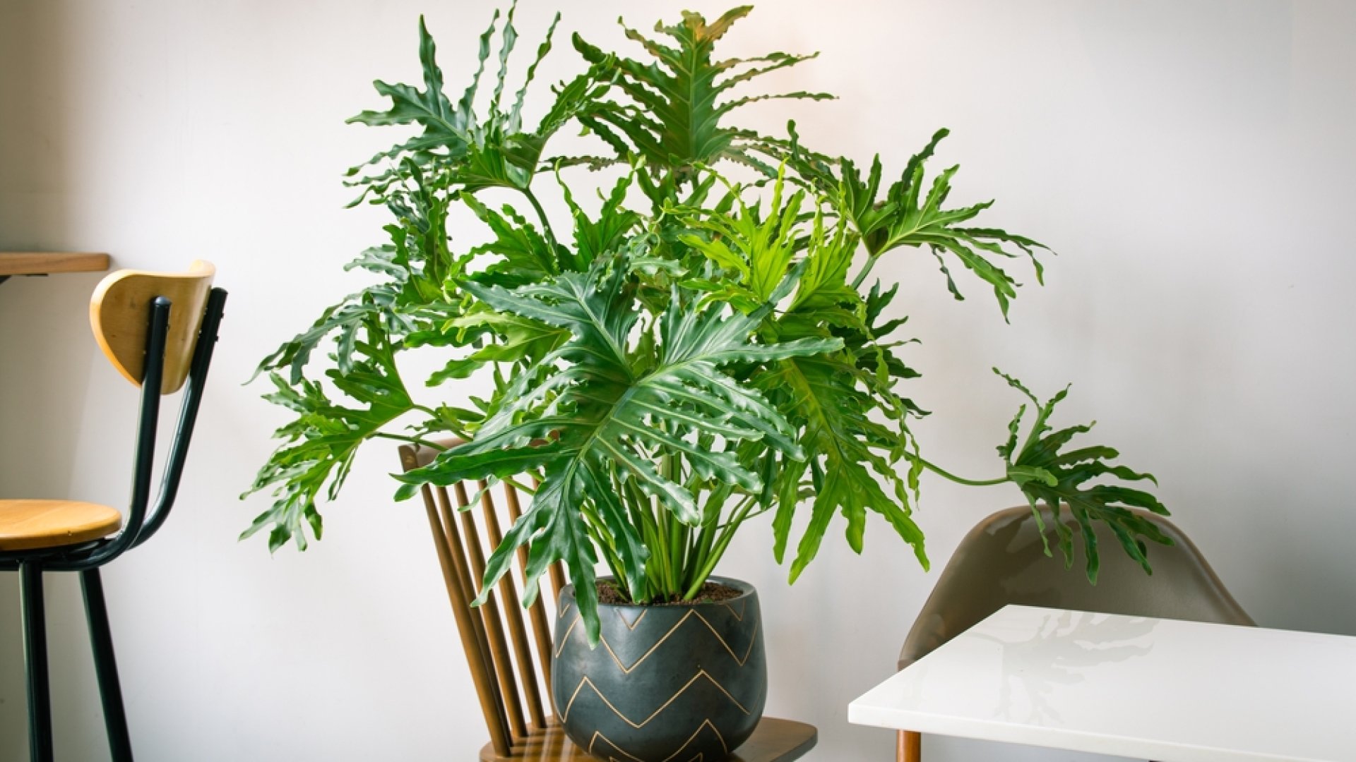 A legjobb szobanövények a beltéri levegő tisztítására