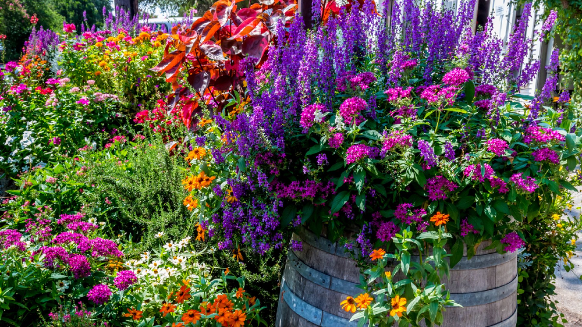 Így nevelj sikeresen növényeket egy boroshordóban