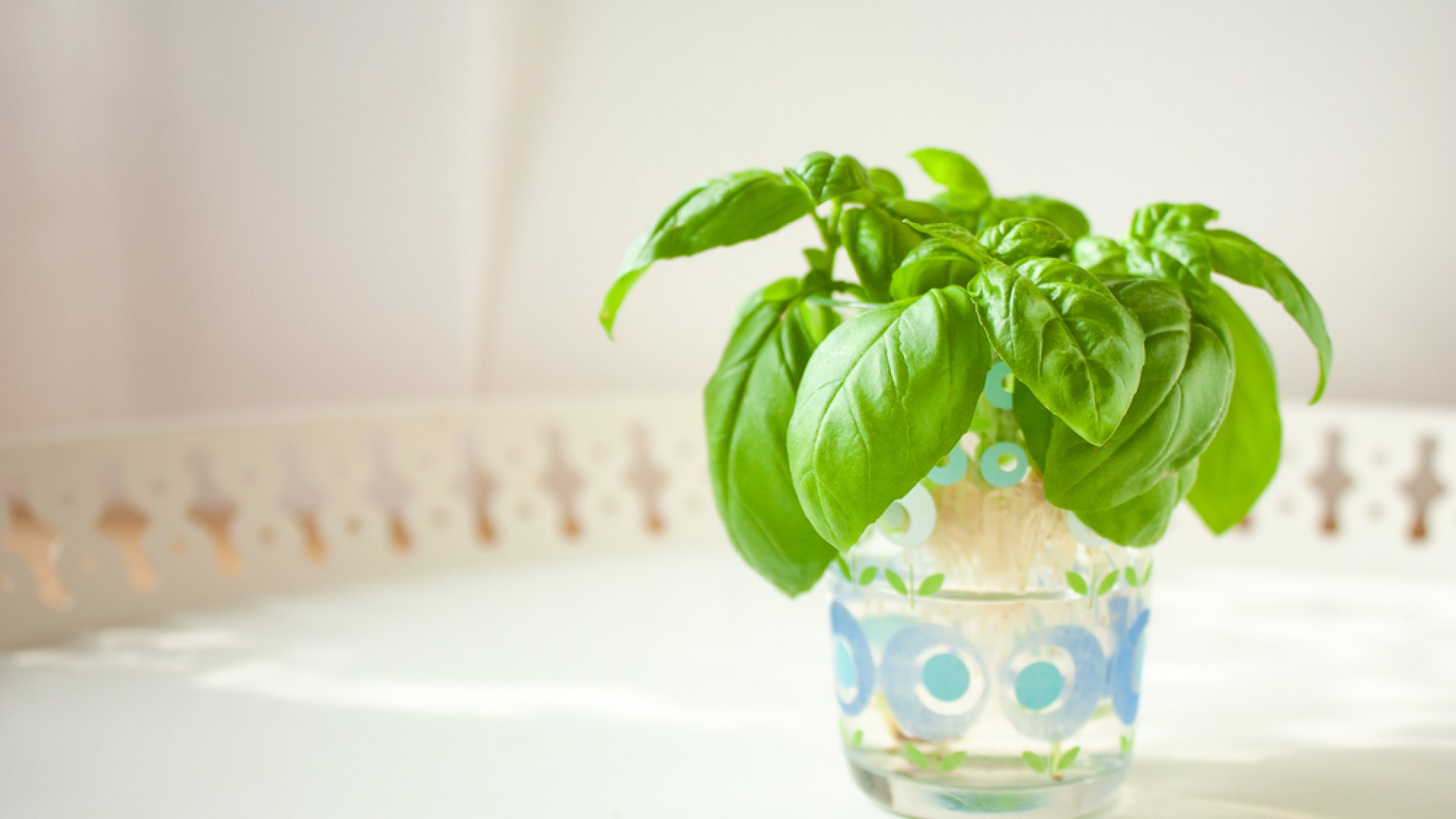 Szuper trükk: így gyökereztess egyszerűen bazsalikom dugványokat egy pohár vízben