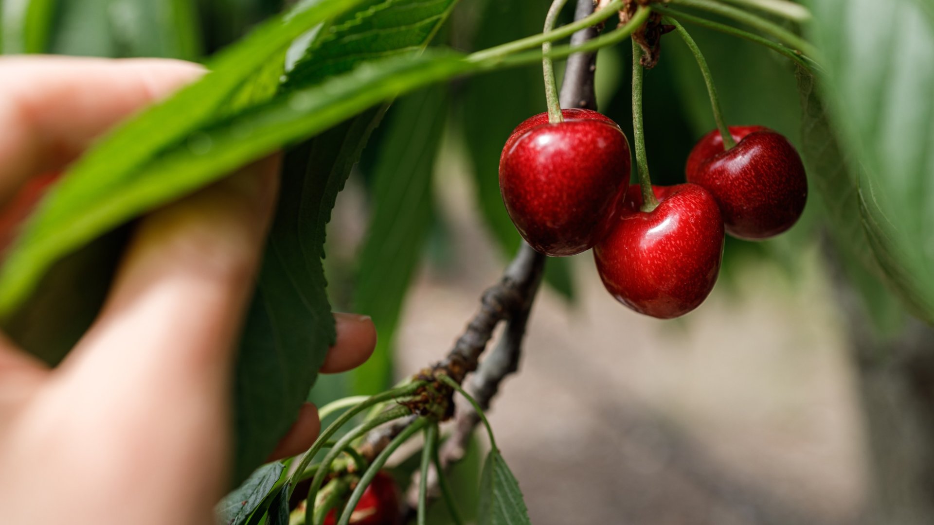 Kevés gondozást igénylő gyümölcsfák – Mindenki kertjében ott lenne a helyük! Kevés gondozást igénylő gyümölcsfák – Mindenki kertjében ott lenne a helyük!
