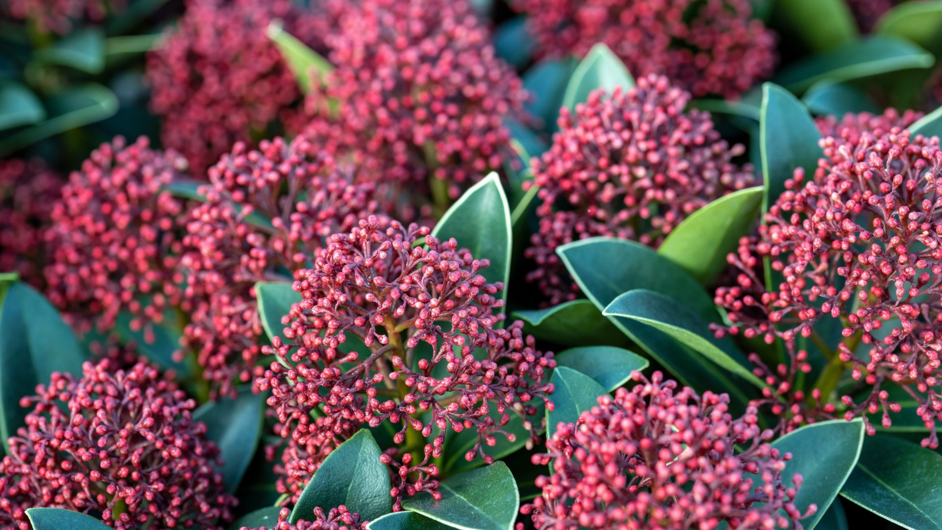 A soha el nem nyíló örökzöld – A skimmia vagy dérbabér termesztése és gondozása