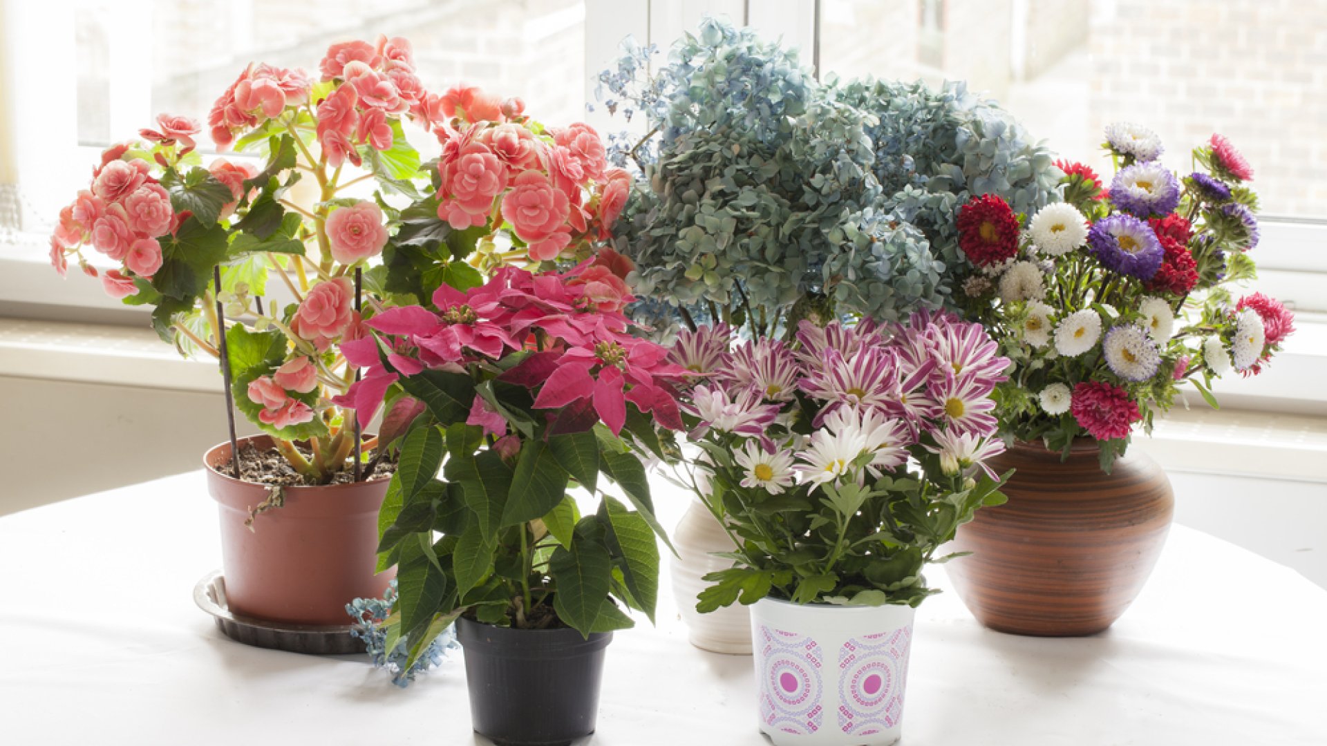 Hamarosan kivihetjük a szobanövényeket- mikor és hogyan érdemes? 