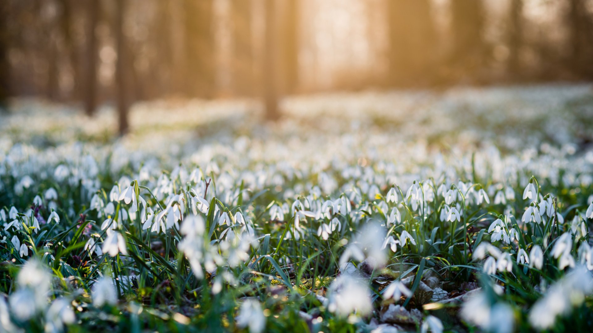 Csodáld meg a több ezer hóvirágot- Hóvirágünnep az Alcsúti Arborétumban