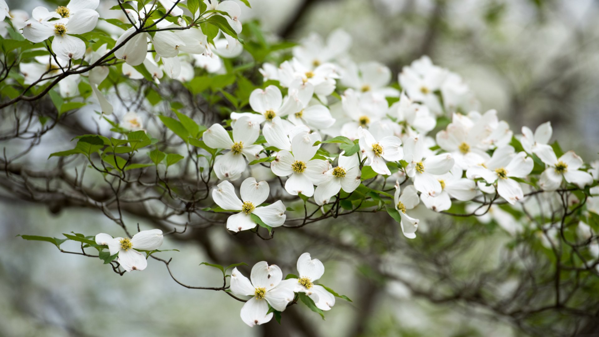 7 különleges és fehéren virágzó fa, amely feldobja a kertet