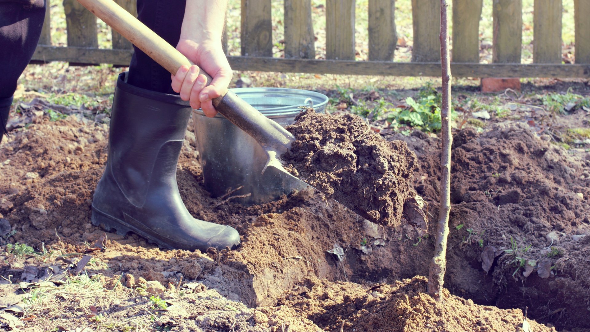 Cseresznyefa ültetési útmutató a különböző fajták helyes gondozásához Cseresznyefa ültetési útmutató a különböző fajták helyes gondozásához