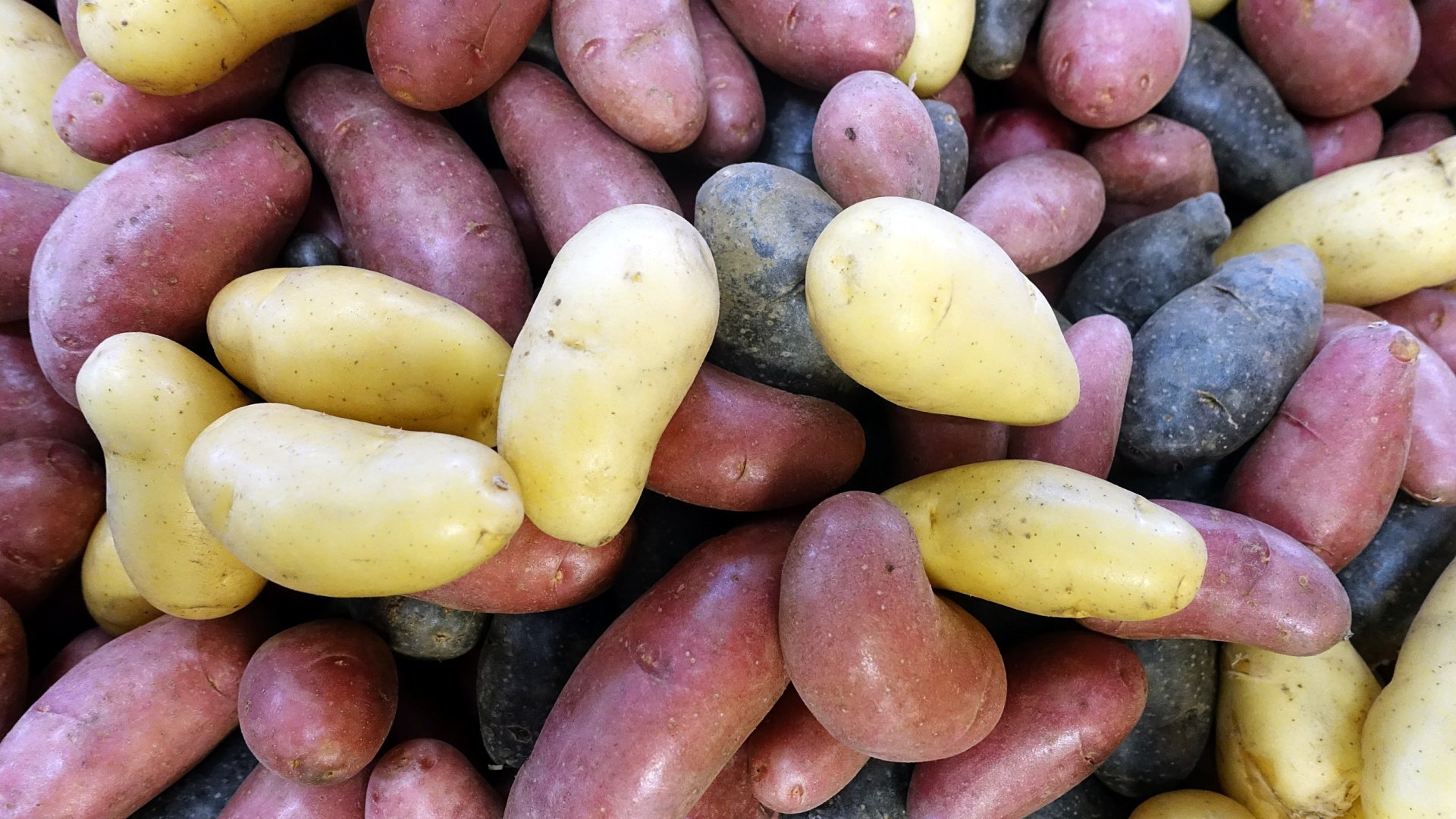 Melyik burgonyát mikor kell elvetni? – Szakértői útmutató a korai és a késői burgonyavetéshez.