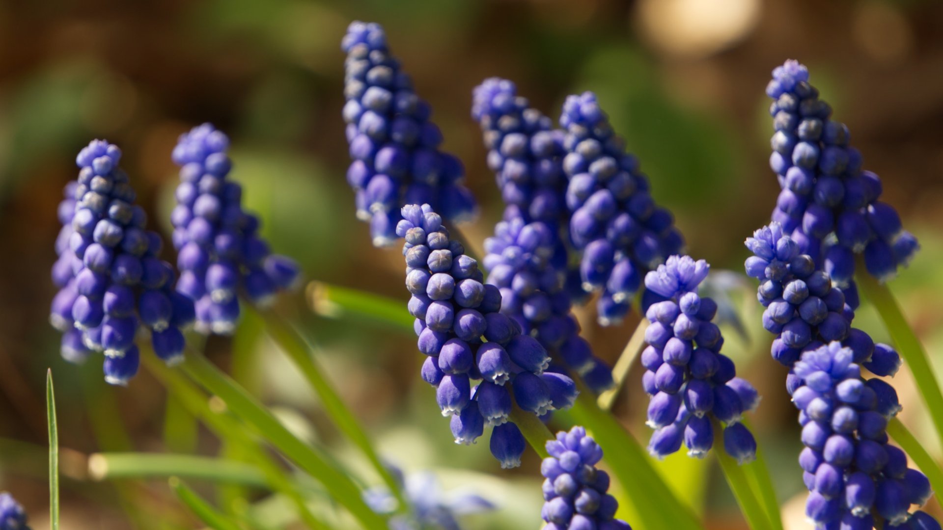 Készüljünk a tavaszra ezekkel a miniatűr hagymás virágokkal – Tündéri kis virágok egy tündéri kiskertbe!