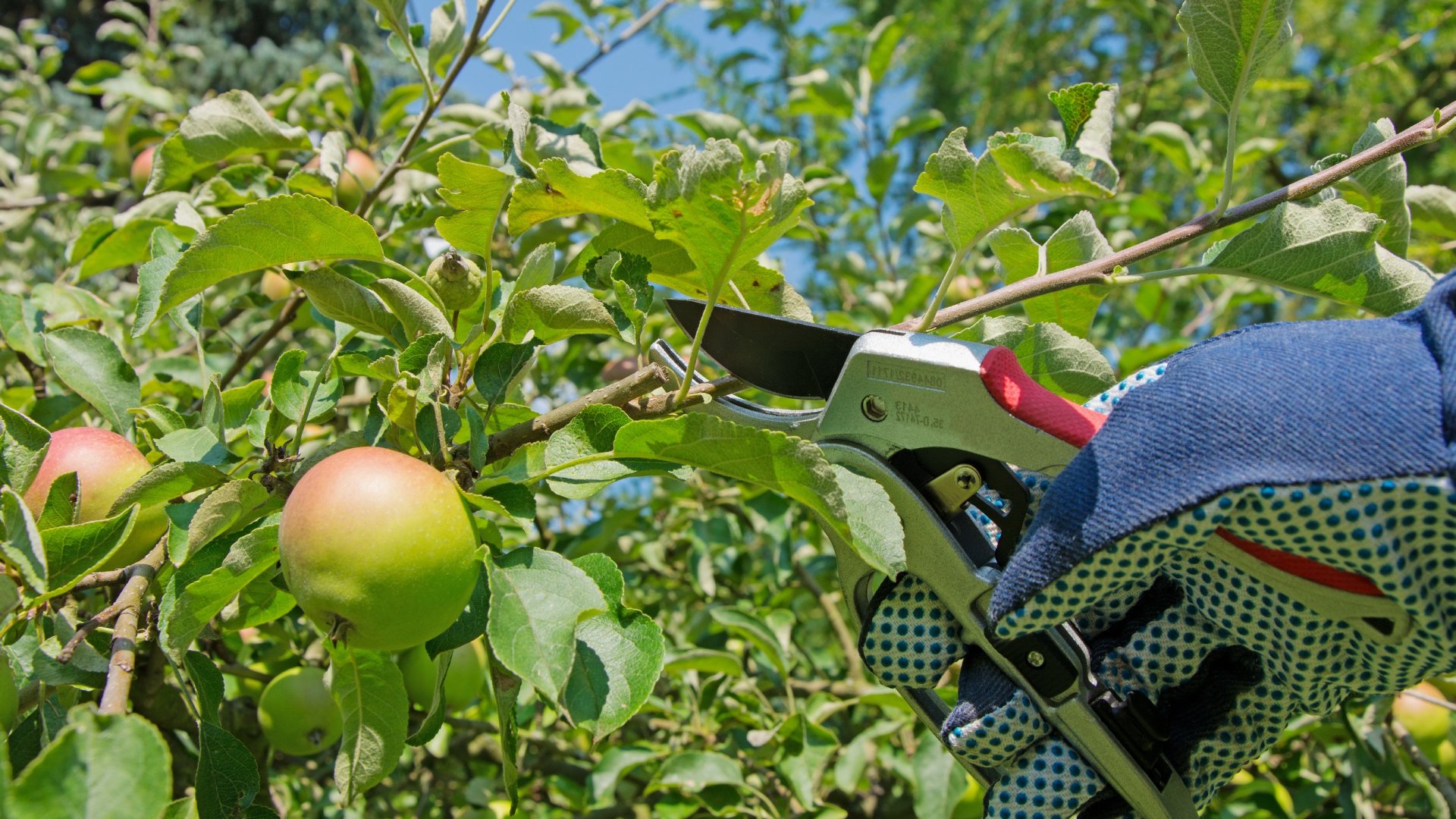 1/3-os metszésszabály, amivel könnyedén elvégezheted Te is a cserjék és a fák metszését! – Metszési útmutató házi kertészek szám 1/3-os metszésszabály, amivel könnyedén elvégezheted Te is a cserjék és a fák metszését! – Metszési útmutató házi kertészek szám