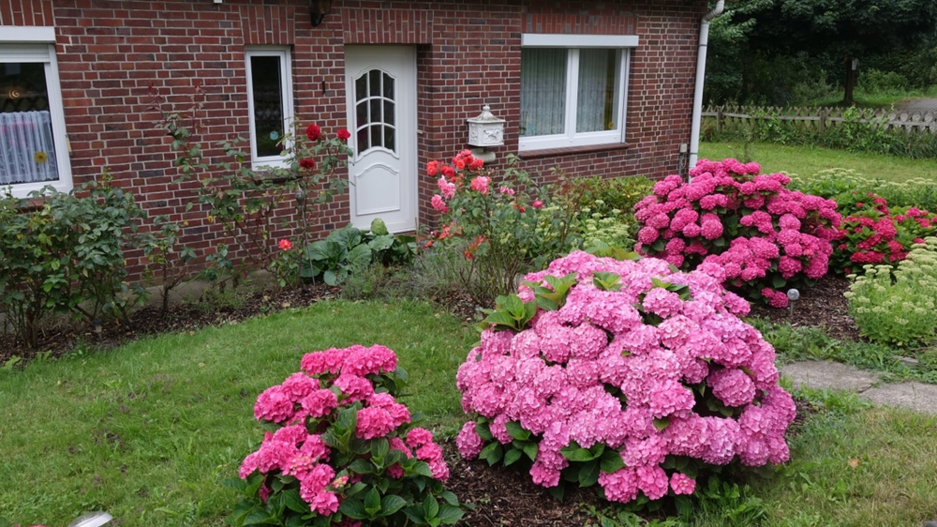 Így válasszuk ki a legjobb hortenziát a kertünkbe