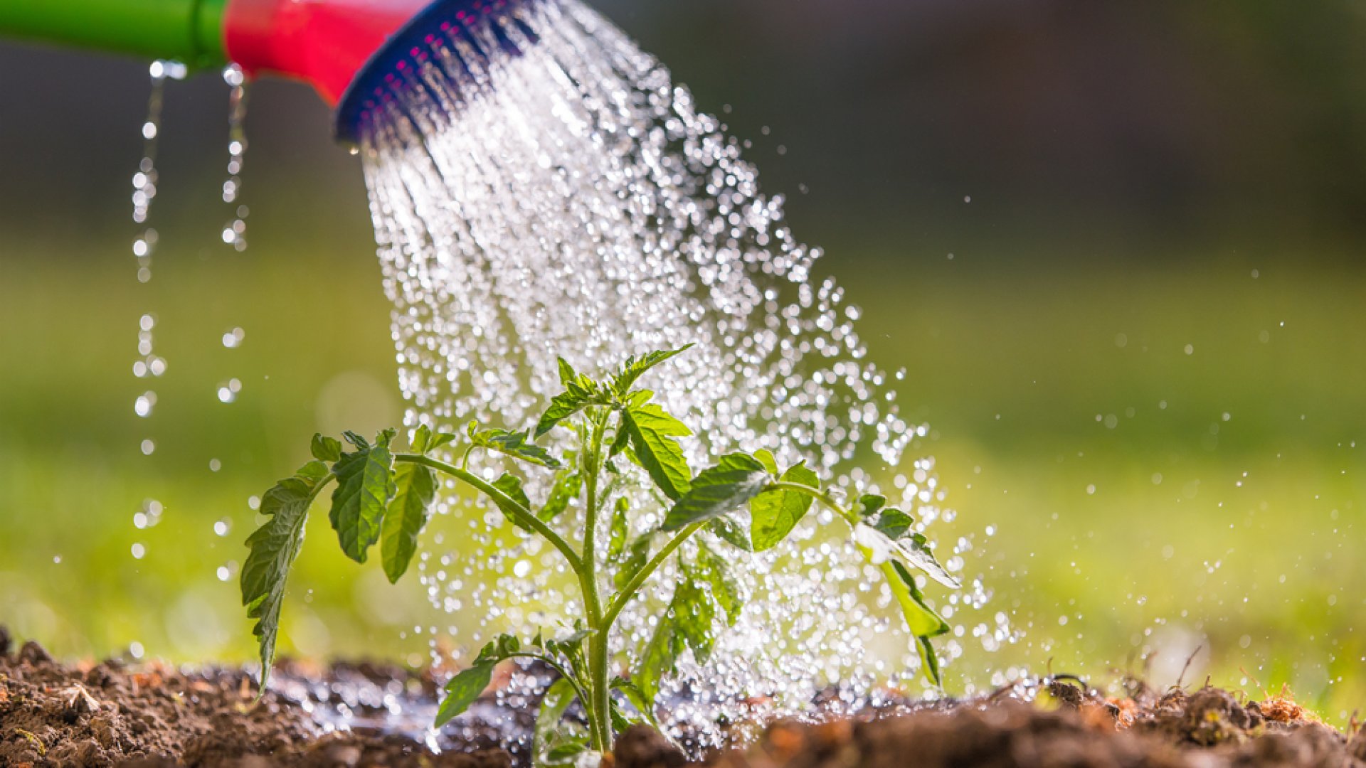 Ezekkel az egyszerű tippekkel megtudhatod, hogyan csökkentheted kerti vízszámládat