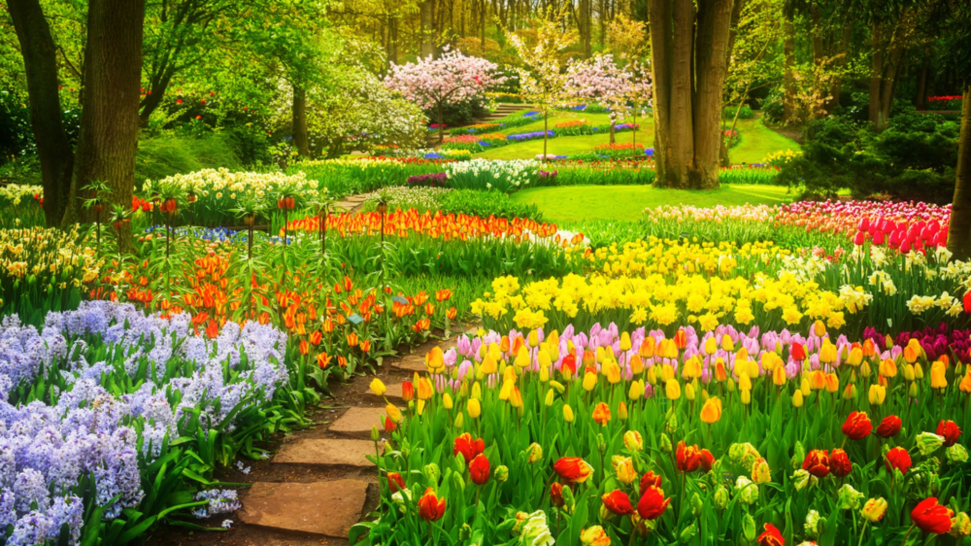 5 titkos tipp a tulipánok hosszantartó virágzásához 5 titkos tipp a tulipánok hosszantartó virágzásához