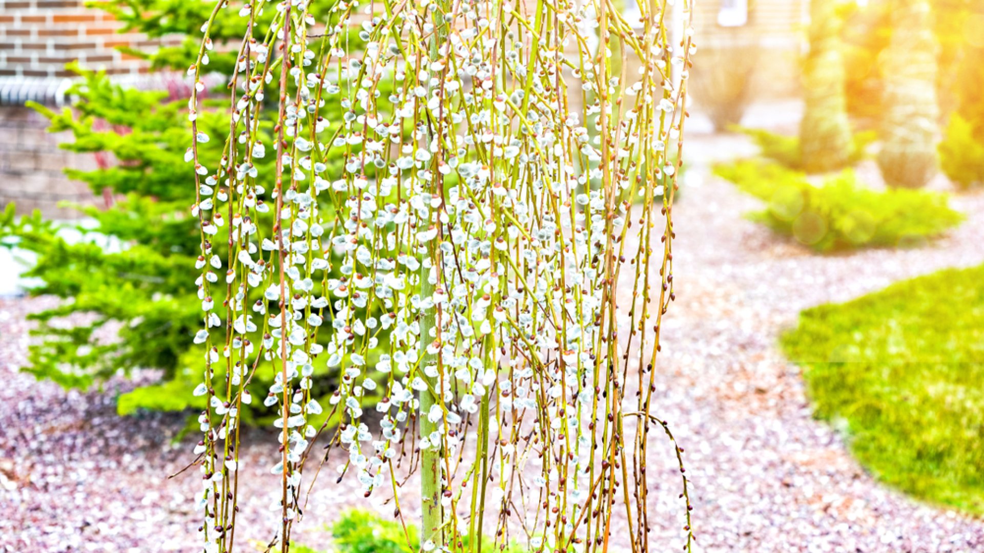 A húsvét legszebb éke: csüngő barkafűz ültetése, és gondozása- egyszerűbb, mint hinnéd