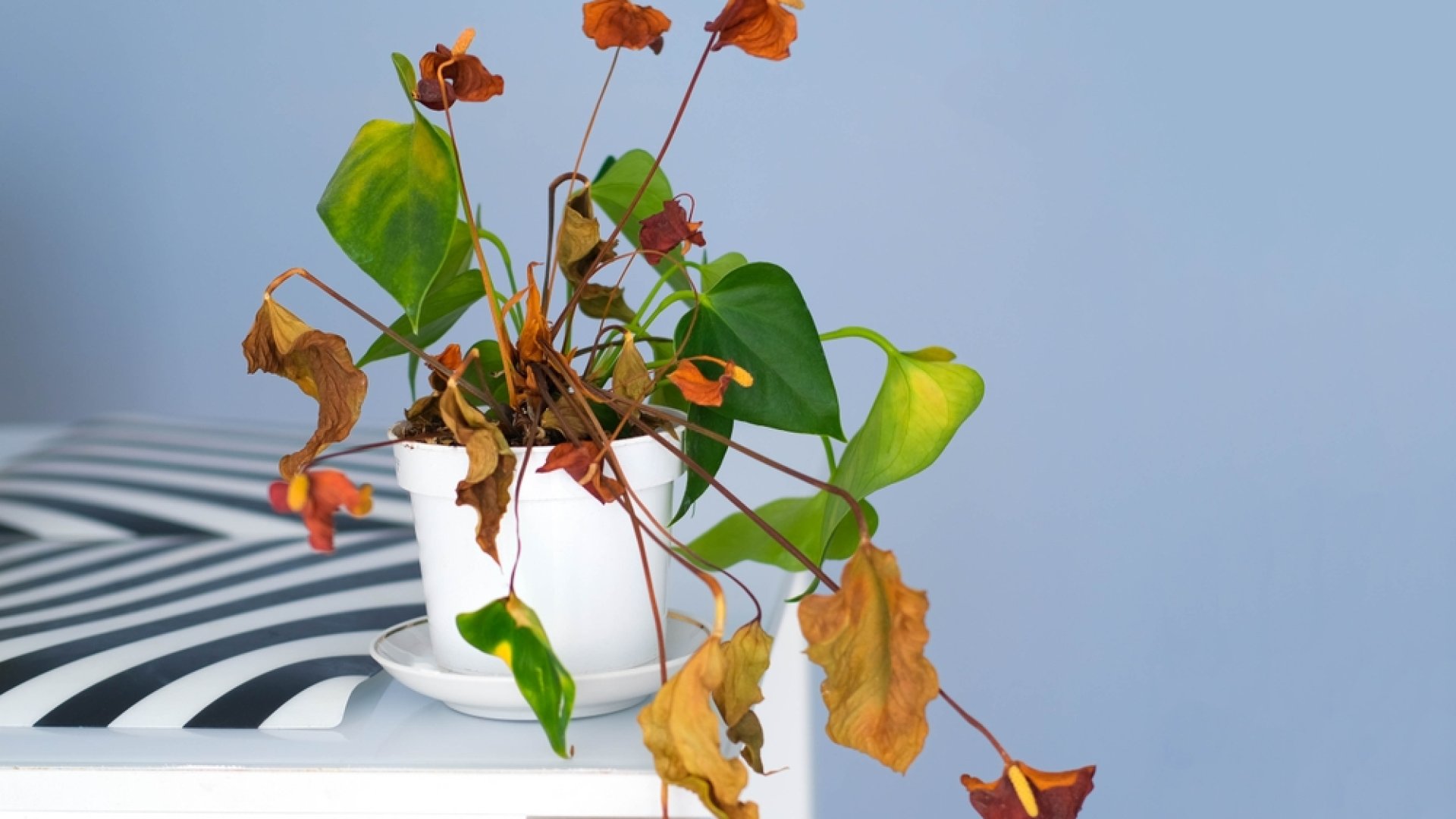 Miért pusztul el a flamingóvirágom? Ez a leggyakoribb probléma és a megoldás!