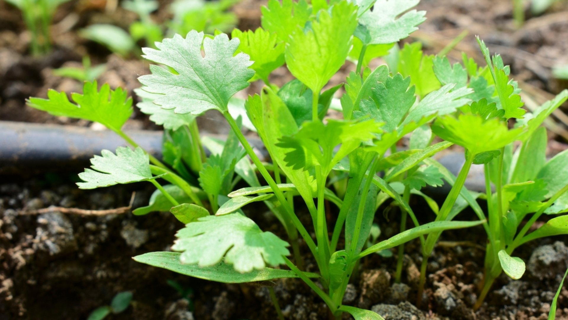 Így ültesd át a boltban vásárolt cserepes koriandered – hosszabb ideig fog élni!