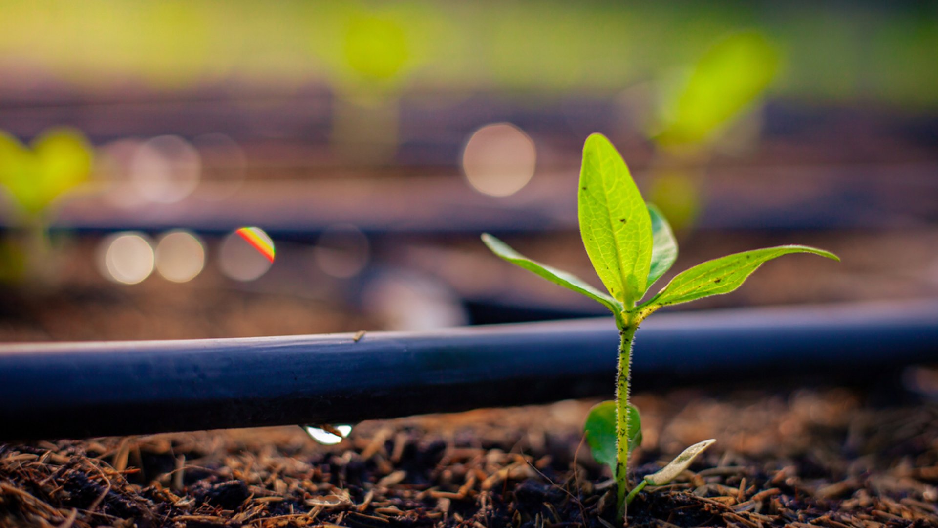 Márciusi kerti előkészületek a veteményeskert számára