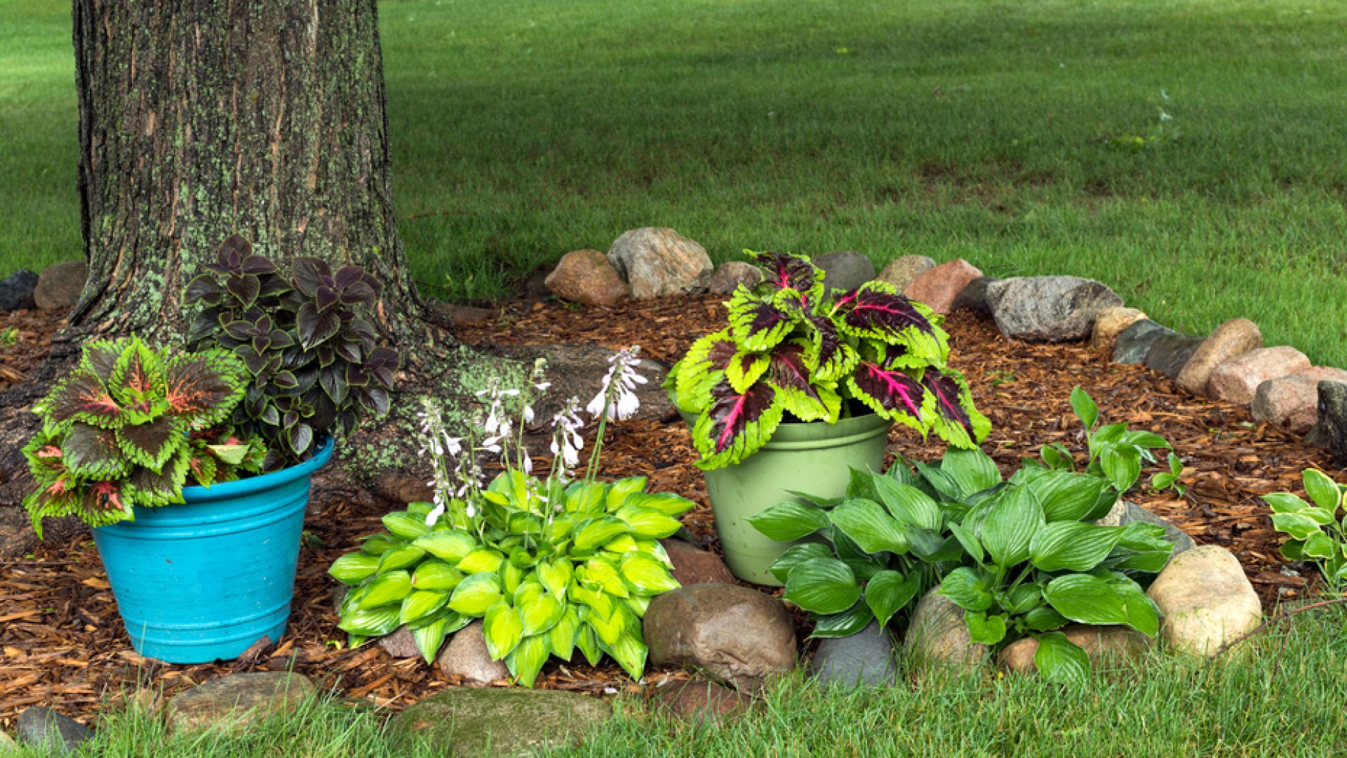 Fa alatti növények ültetése