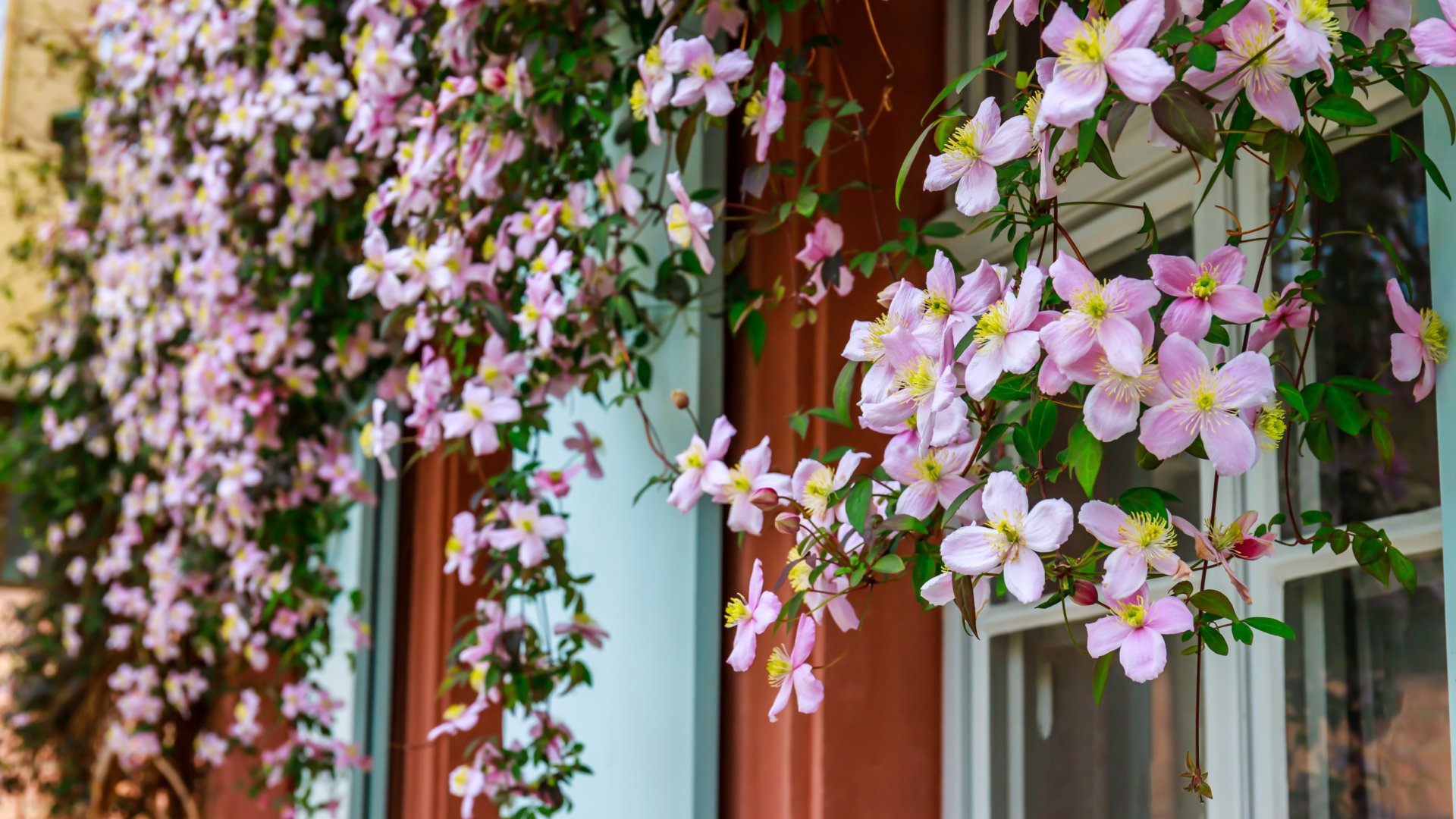 Clematis, azaz az erdei iszalag ültetése, termesztése és gondozása