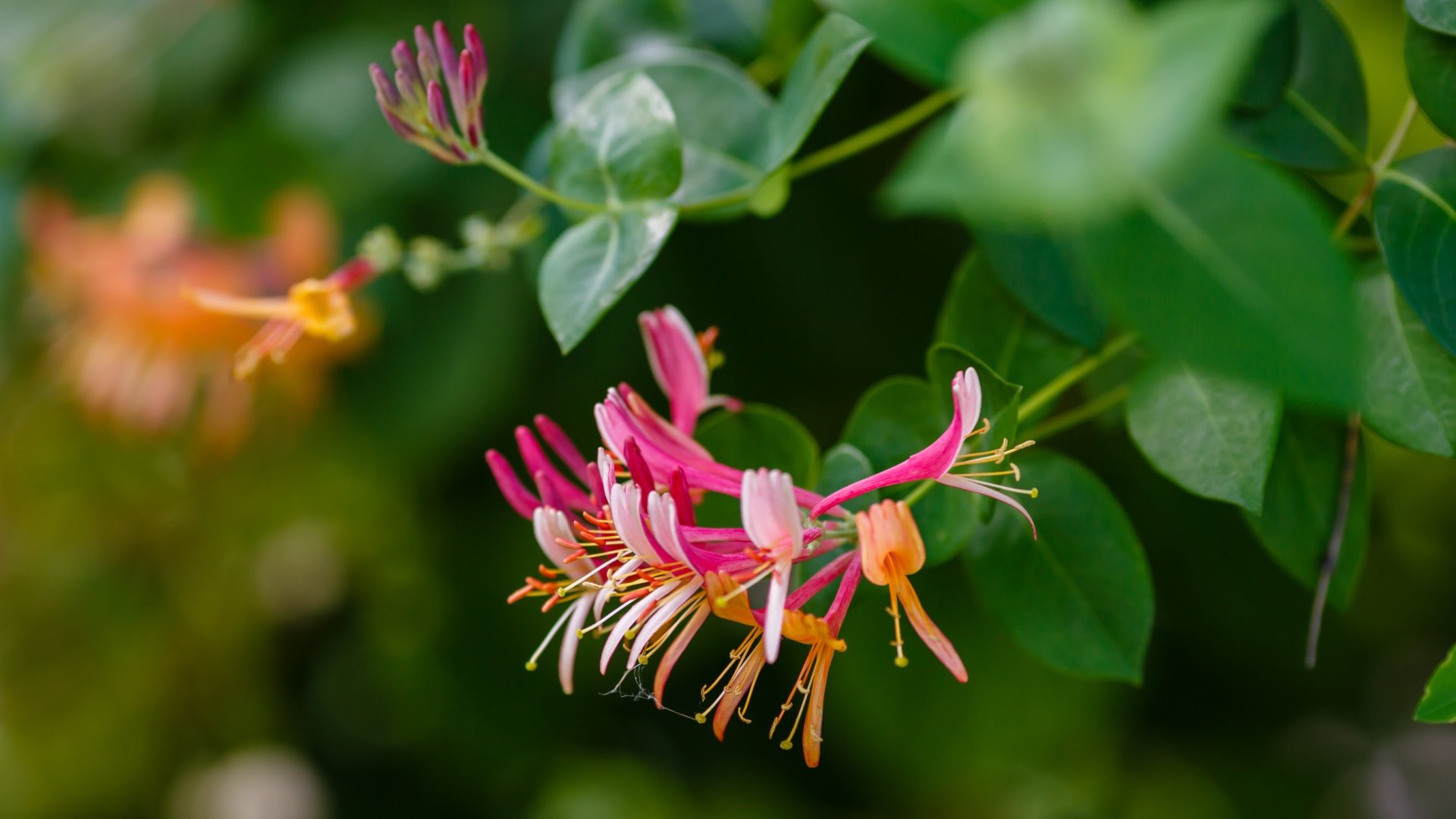 Lonc gondozása: Hogyan neveljünk loncot a kertben