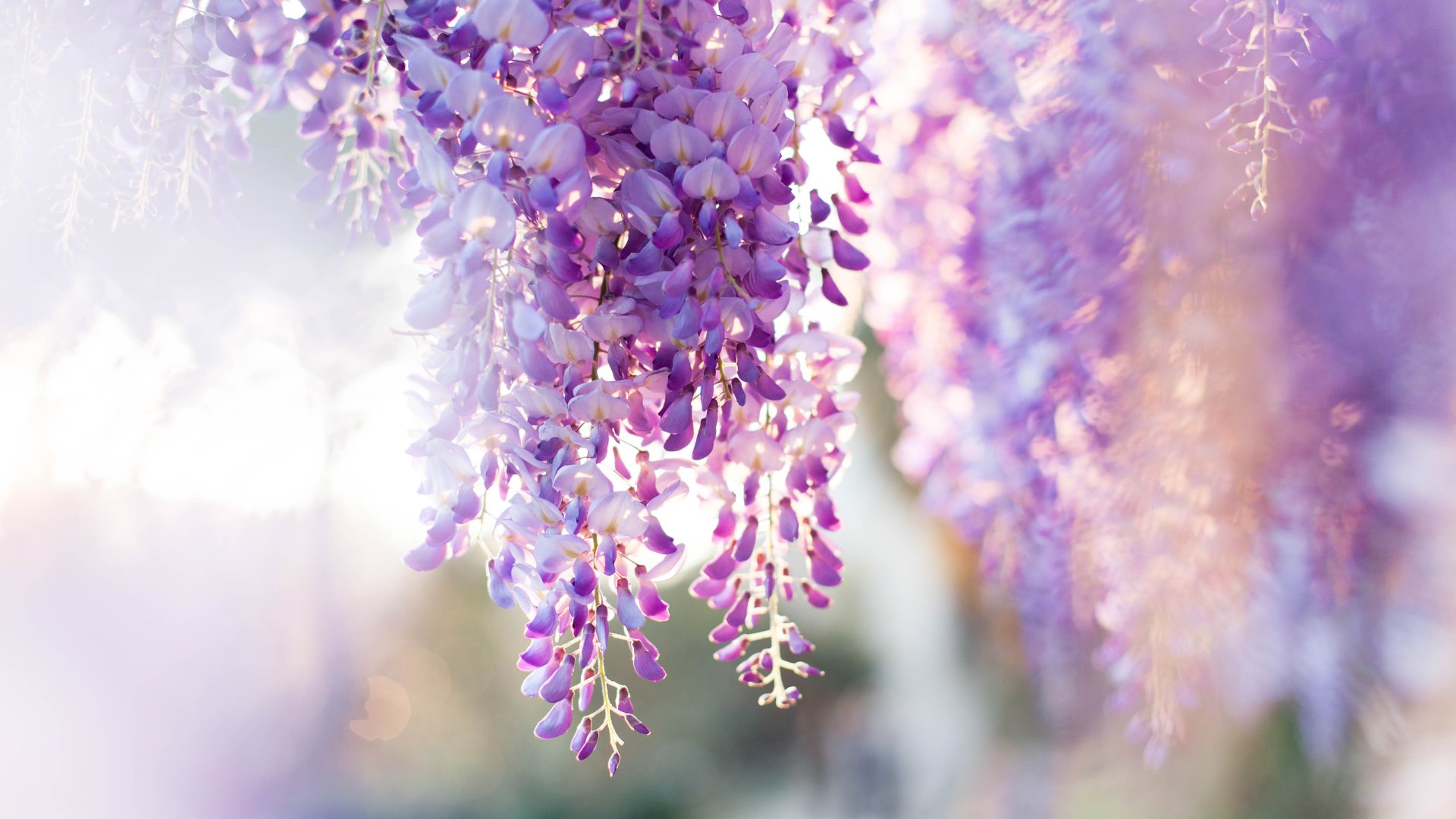 A lilaakác ültetése, termesztése és gondozása