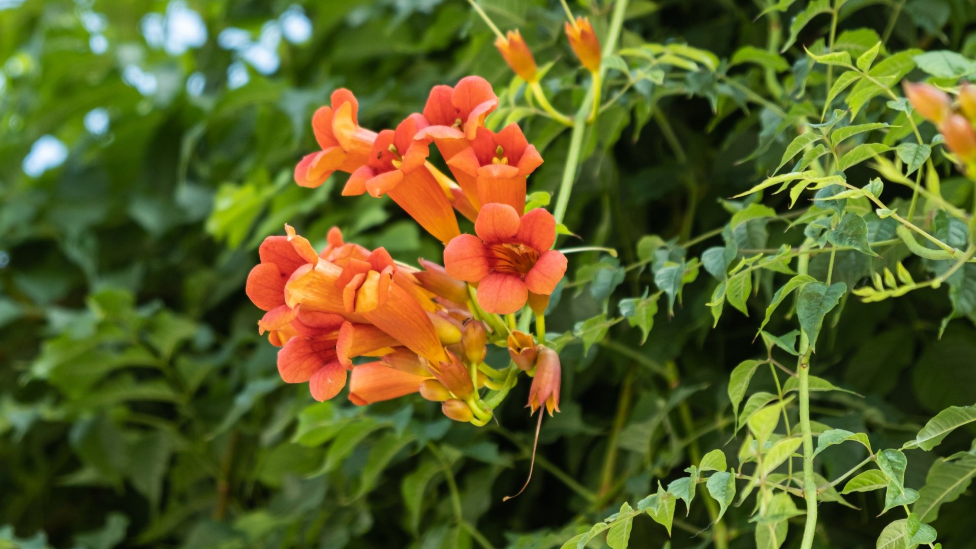 A trombitafolyondár ültetése, metszése és fajtái