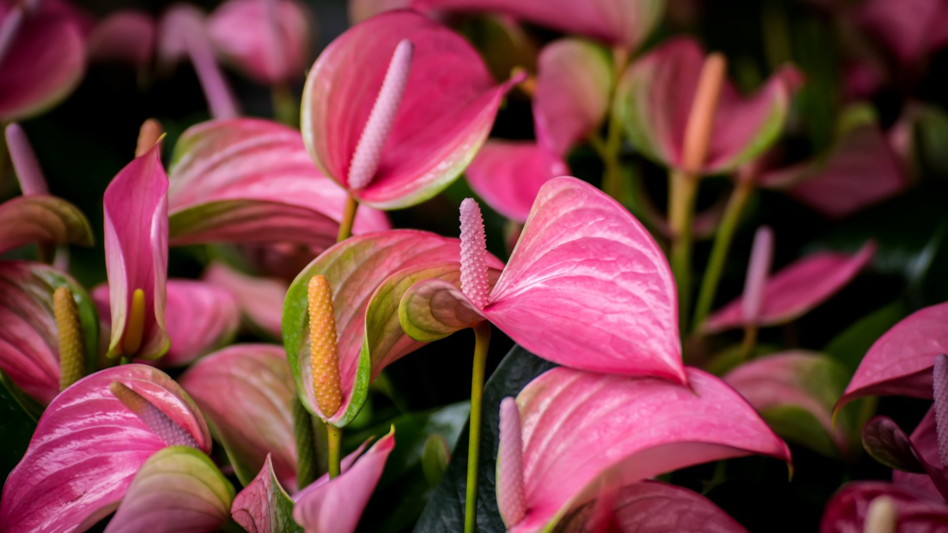 5 romantikus szobanövény, amit ajándékozhatsz Valentin-napra
