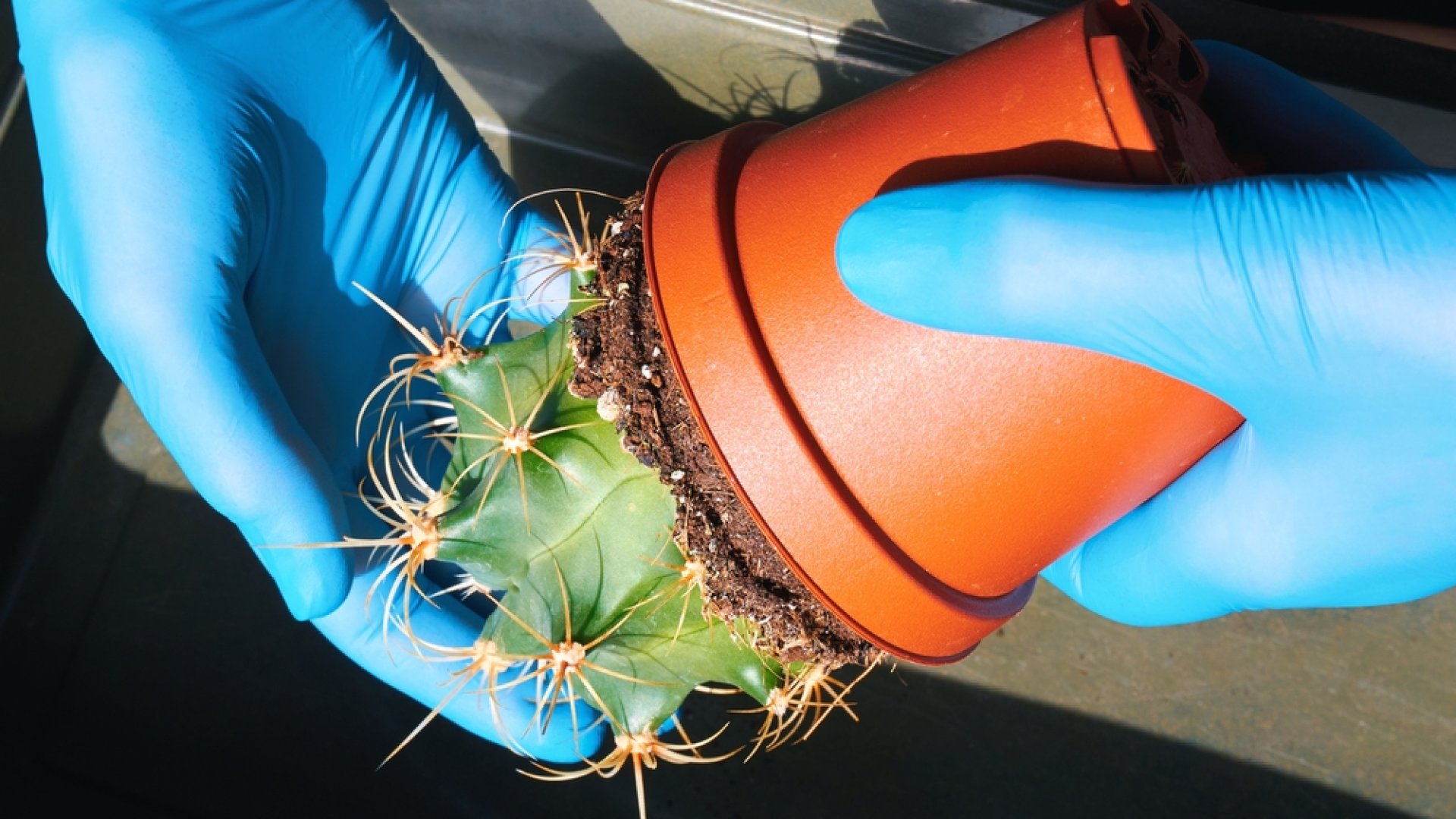 Hogyan lehet biztonságosan átültetni egy kaktuszt – tippek és trükkök