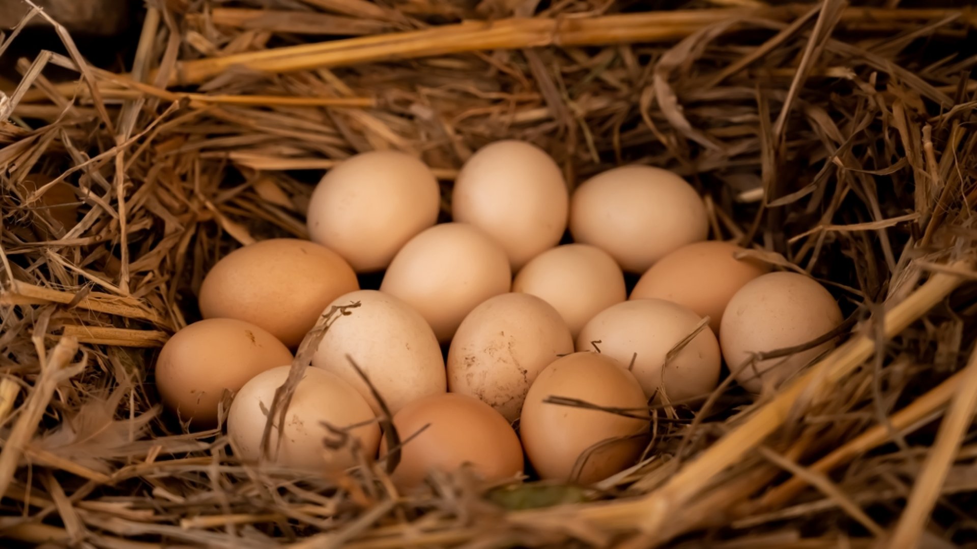 Így gyűjtsük össze és tisztítsuk meg a tyúktojást