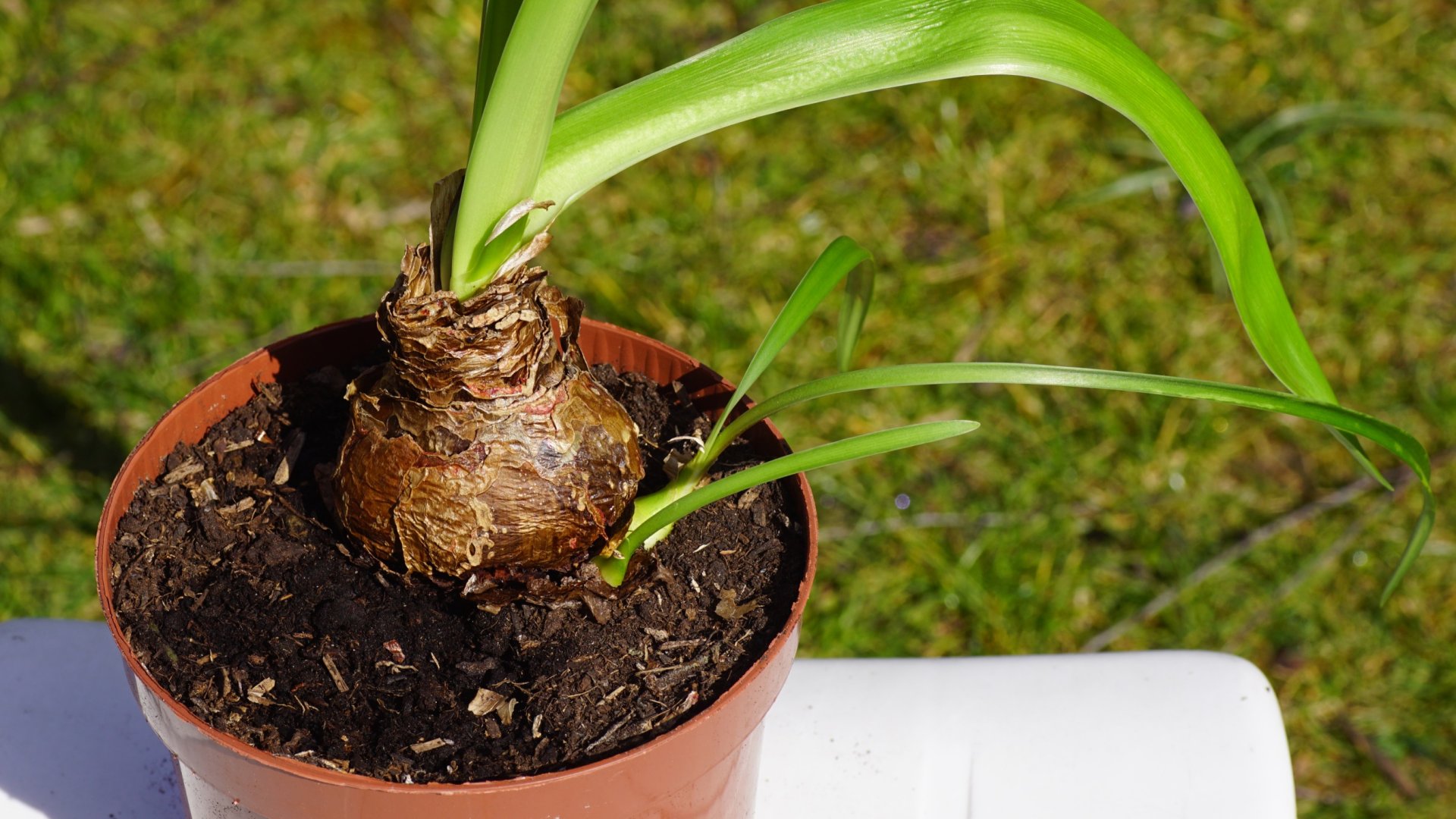 Hogyan gondozzuk az amarilliszt miután elvirágzott? Ne dobd ki – inkább kövesd ezeket a tippeket!