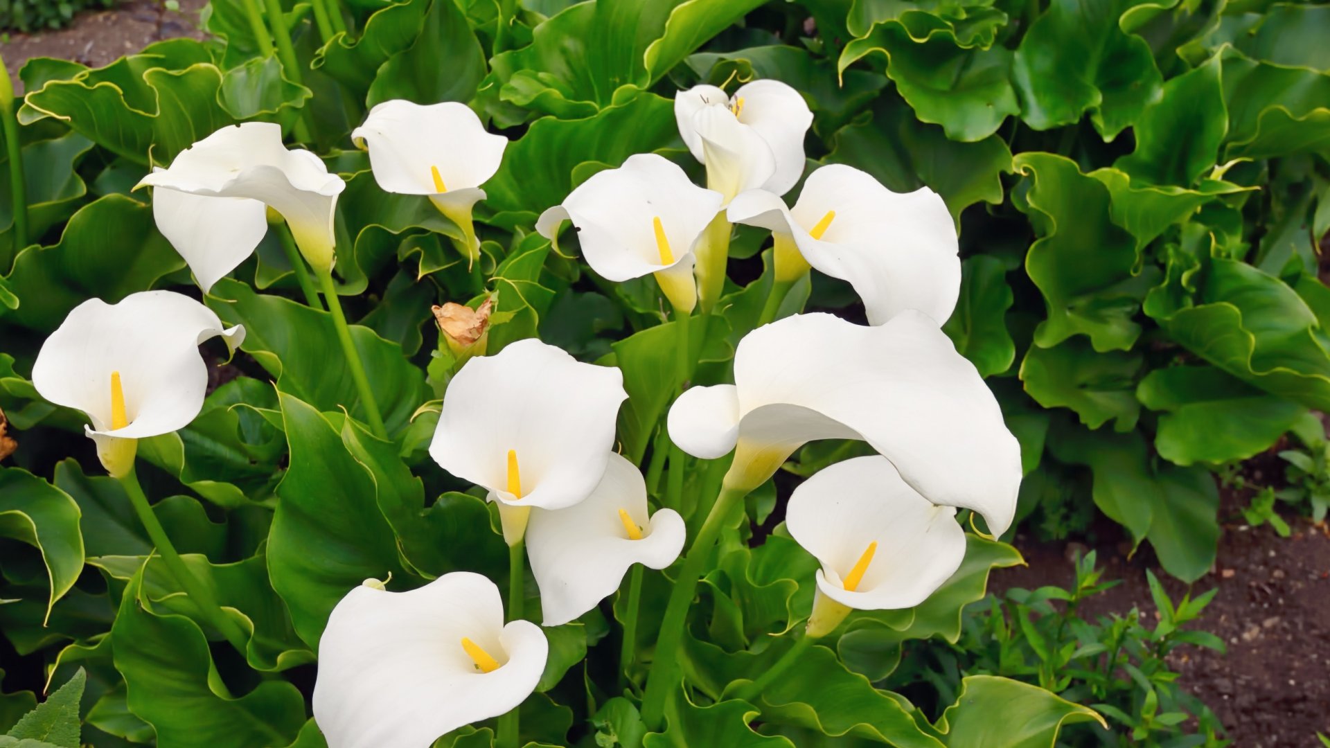 Hogyan kell metszeni egy Kálát – gyors és egyszerű útmutató a népszerű szobanövényhez