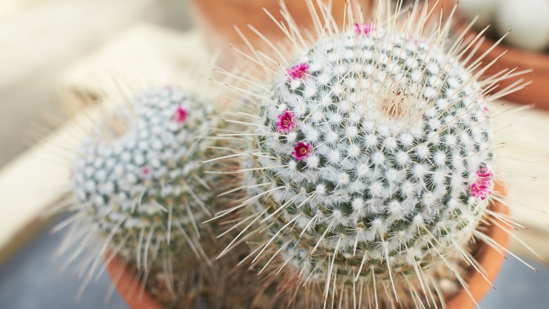 Csodás kaktuszokat termeszthetsz akár a kertedben is: Tűpárnakaktusz gondozása