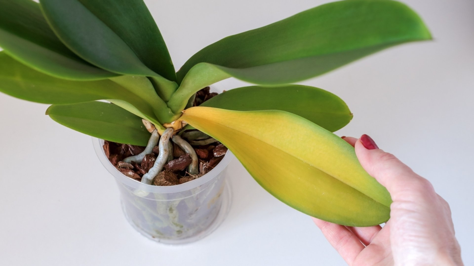 Emiatt sárgul meg az orchidea levele- 7 dolog, amit érdemes elkerülni!