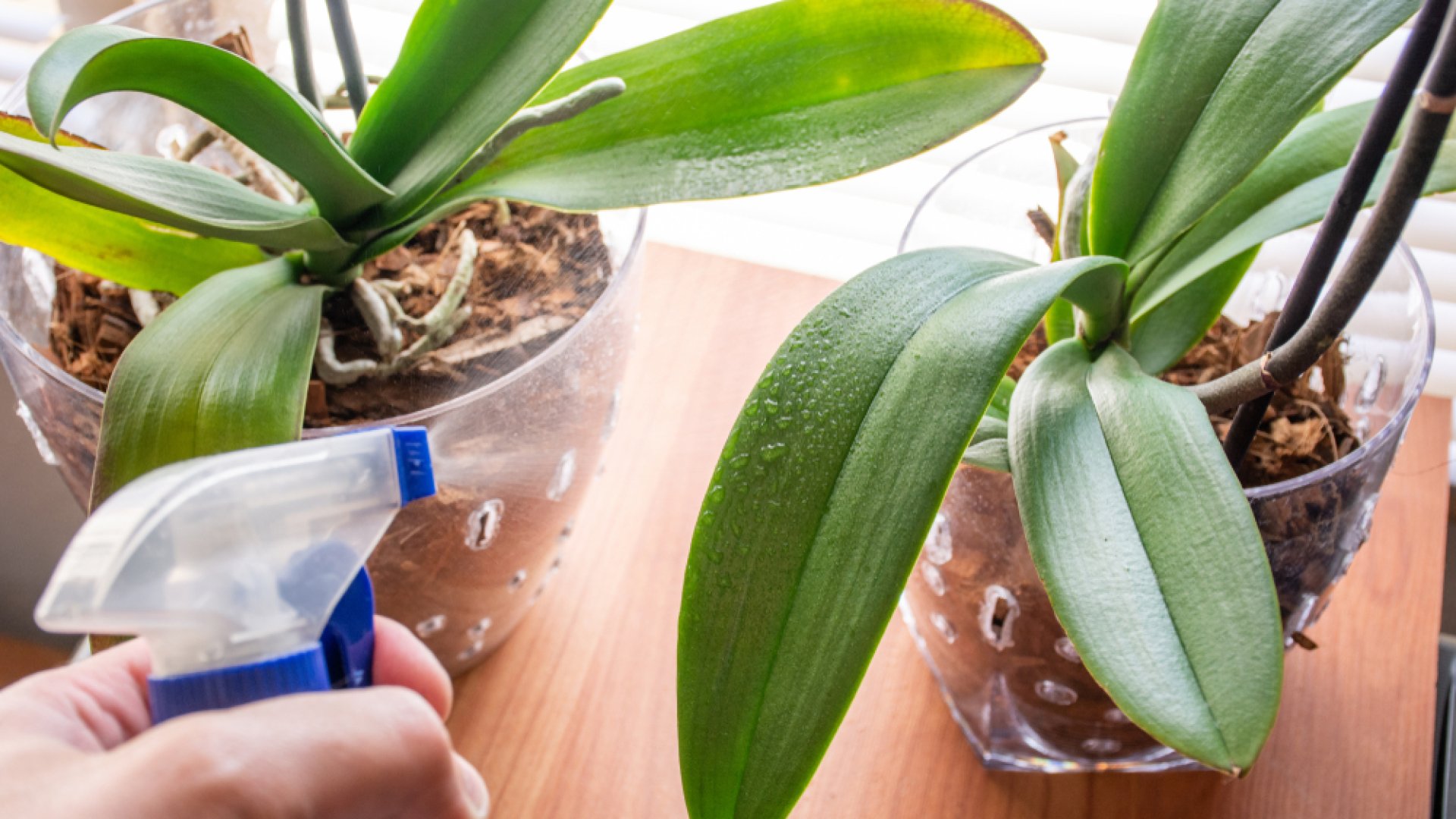 Kell párásítani az orchideákat, jót tesz neki a permetezés?  Kell párásítani az orchideákat, jót tesz neki a permetezés?