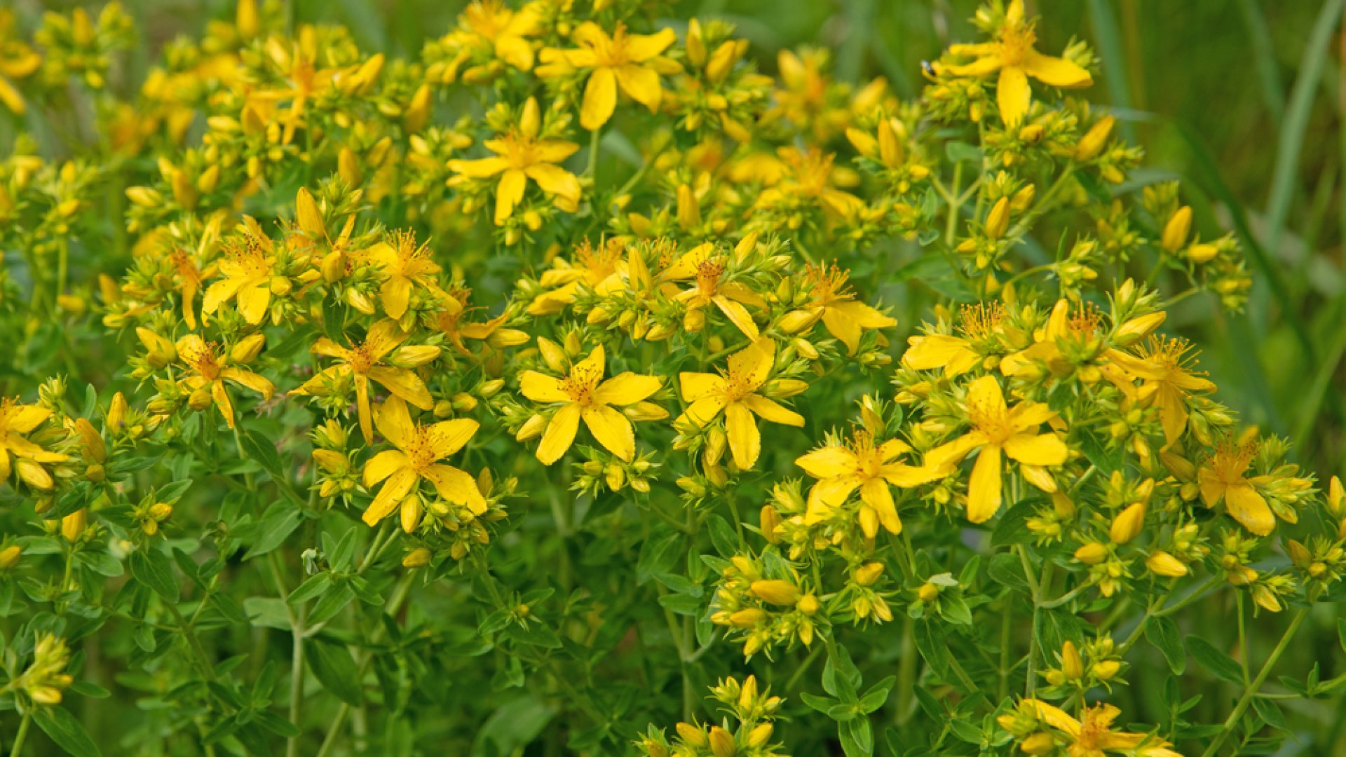 A gyógynövény, ami javítja a hangulatot: így termeszd az orbáncfüvet! 