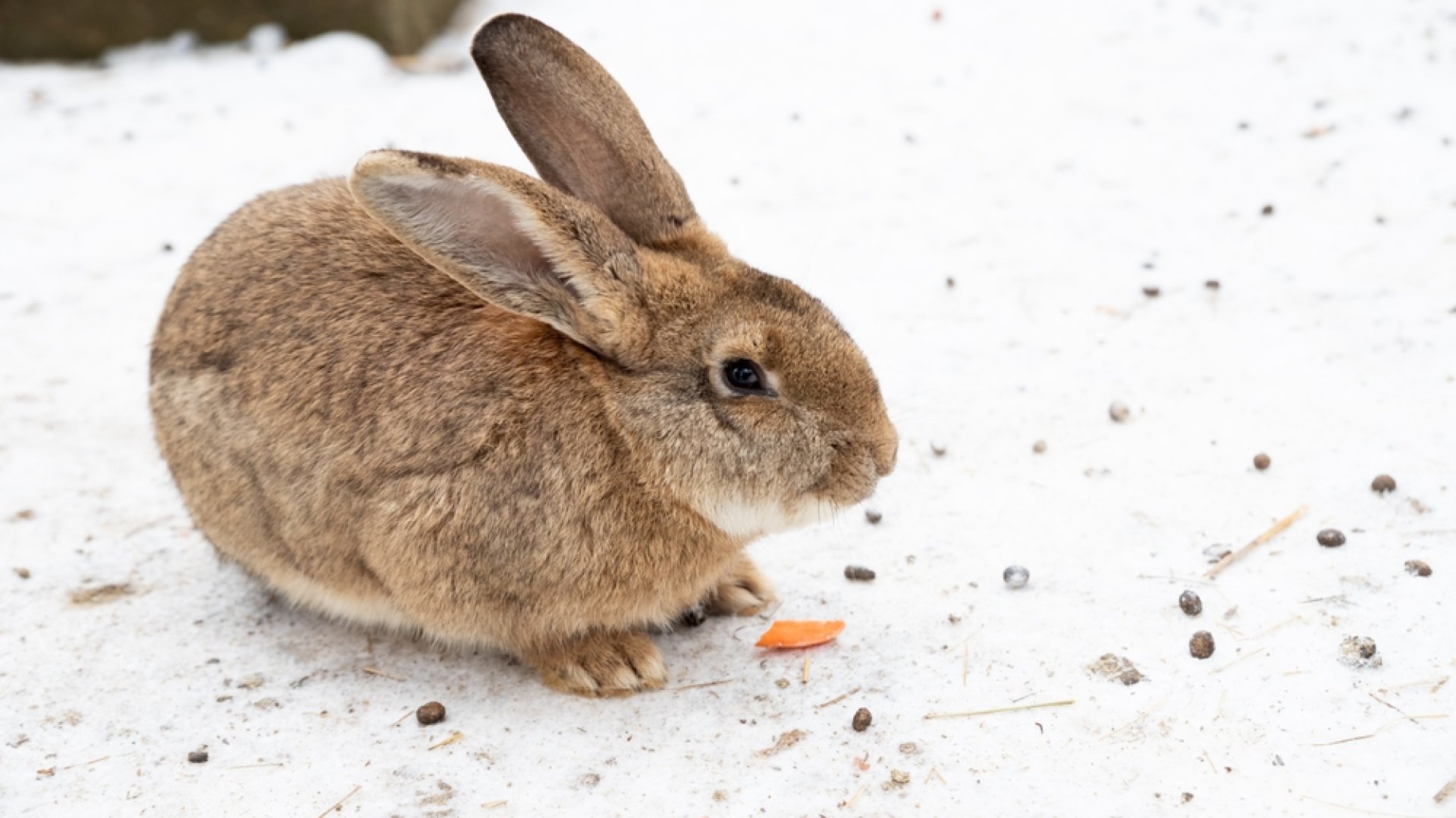 Nyulak gondozása a téli, hideg időben 