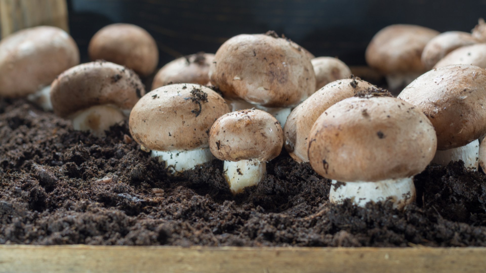 Gombatermesztés otthon