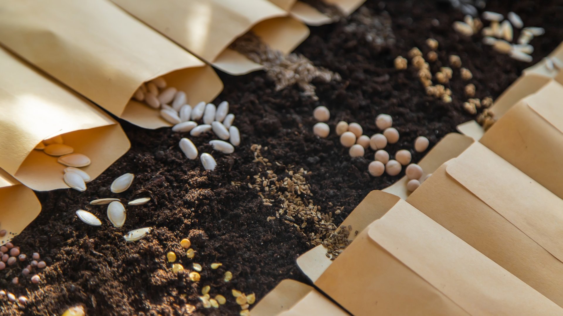 Mikor kezdjünk el vetőmagokat ültetni a kertben és mikor a beltérben? Mikor kezdjünk el vetőmagokat ültetni a kertben és mikor a beltérben?